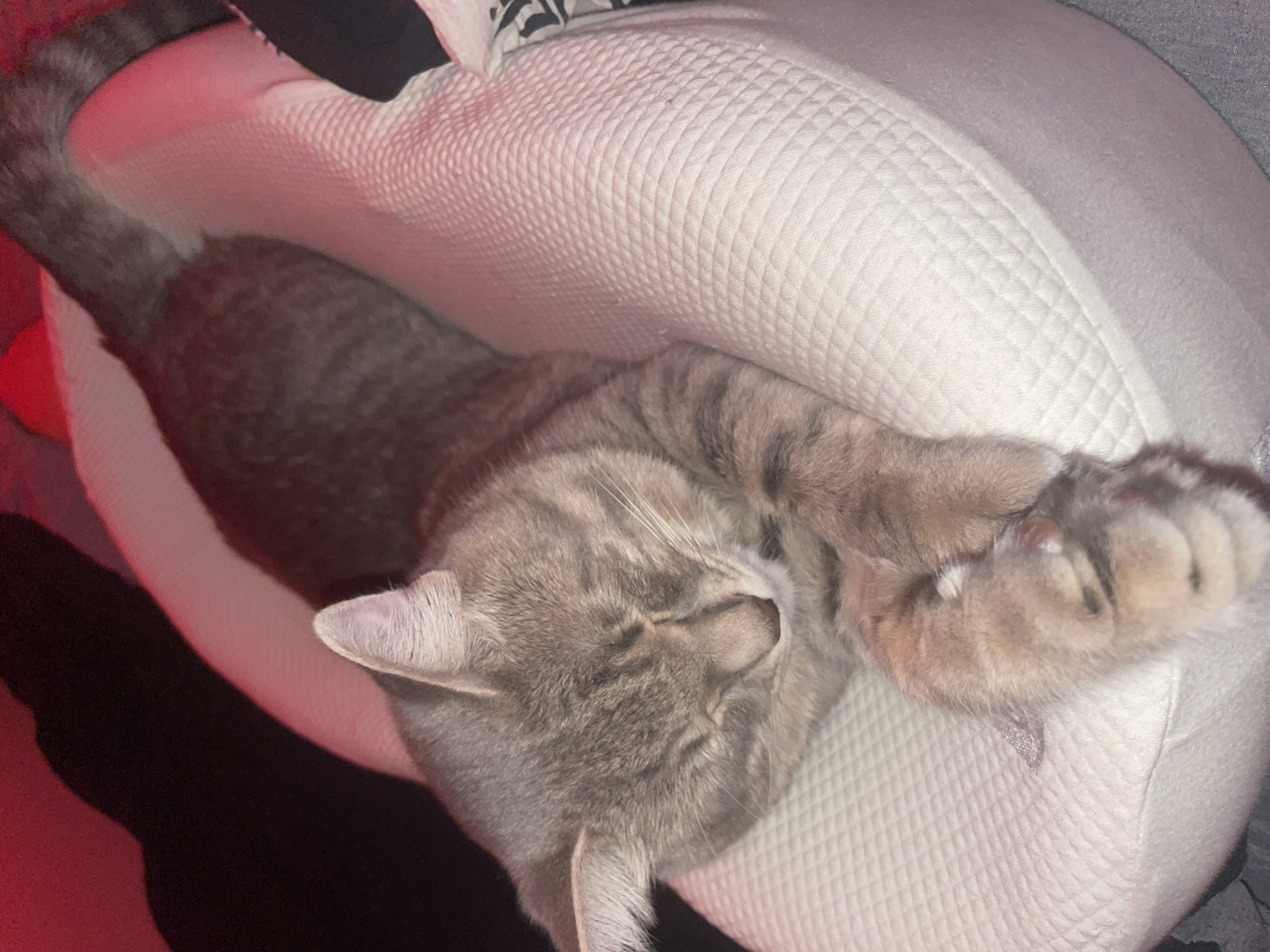Tabby cat sleeps peacefully on cushion in Novi Sad