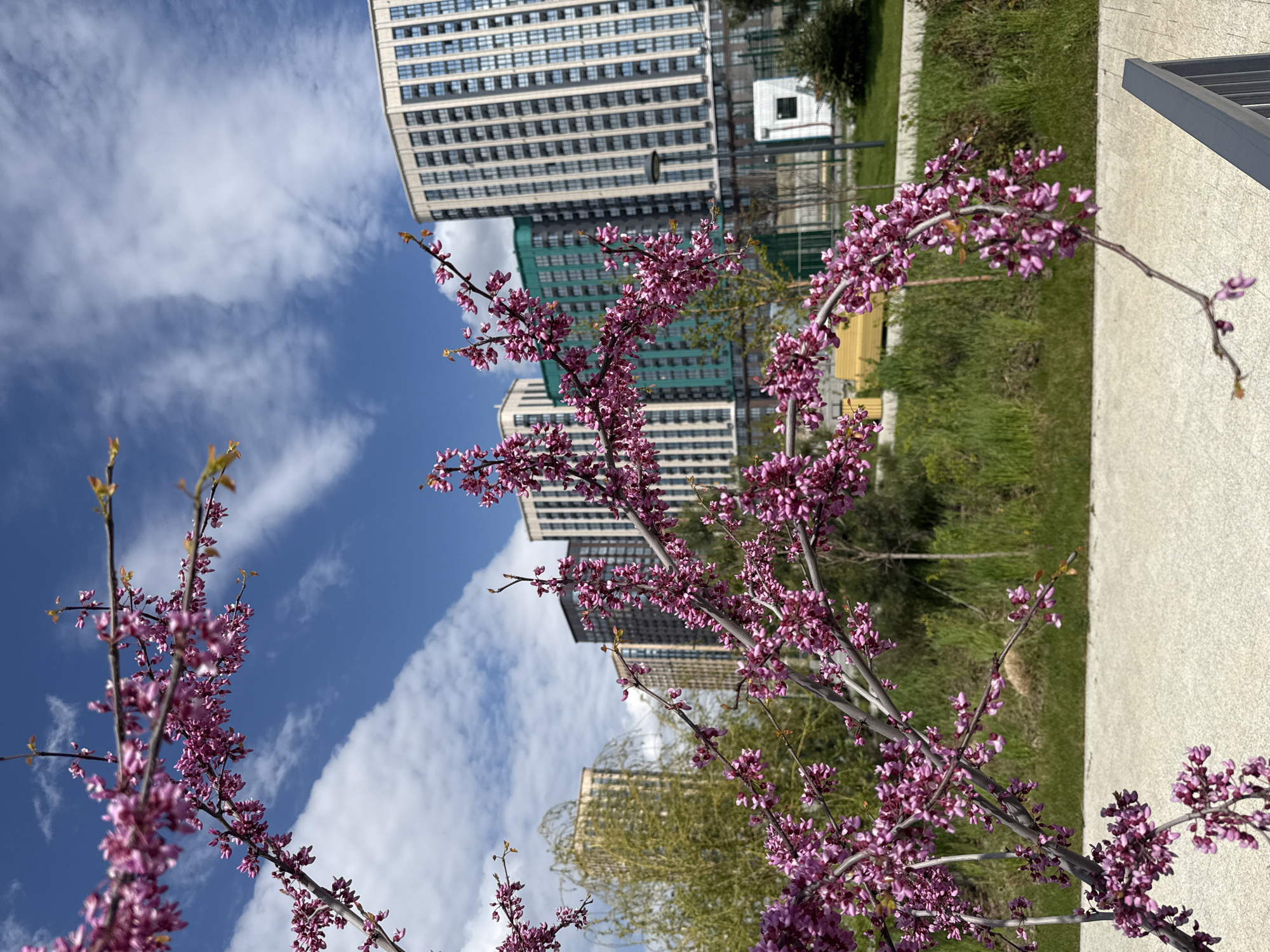 Spring blooms frame apartment buildings in Rostov-on-Don