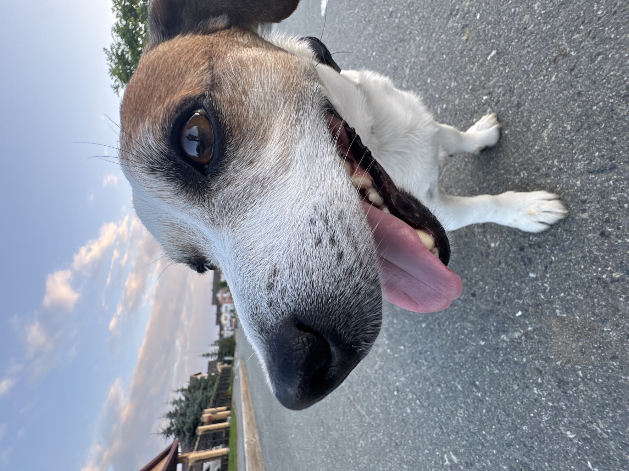 Afternoon walk with a Jack Russell in a Yekaterinburg neighborhood