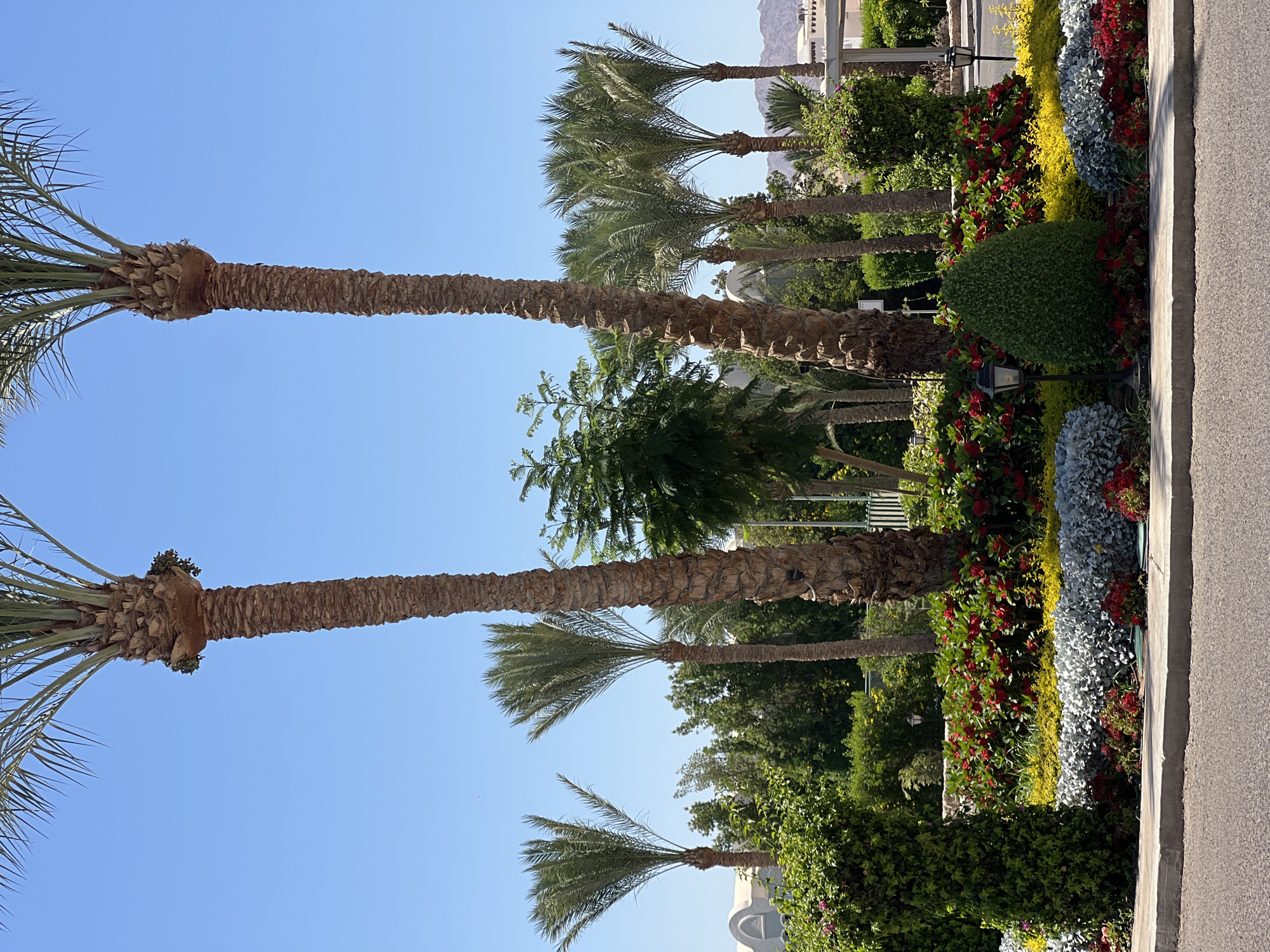 Cruising through a palm-lined Egyptian resort complex