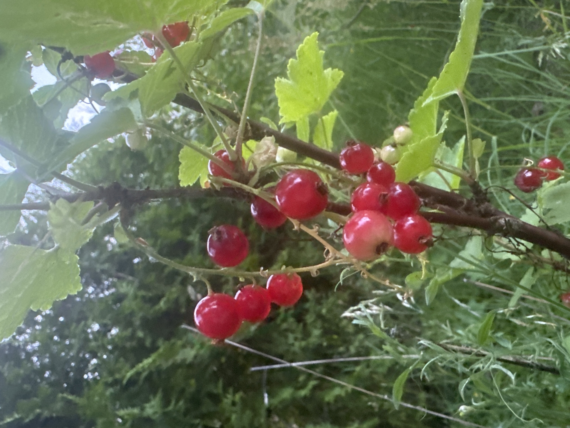 Foraging and flower-spotting through Askim on a summer evening