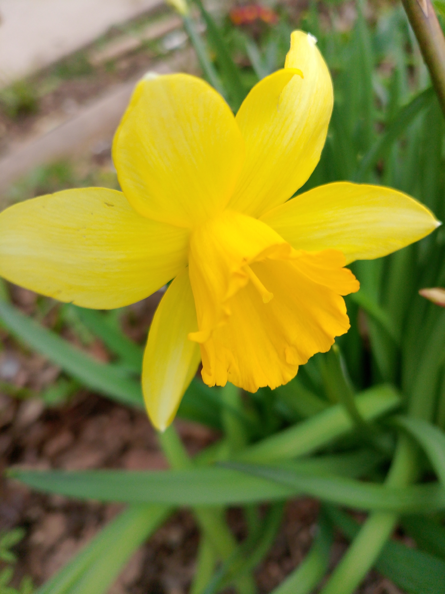 Spring morning documented in Chaikovsky: flowers, pigeons, resting cat