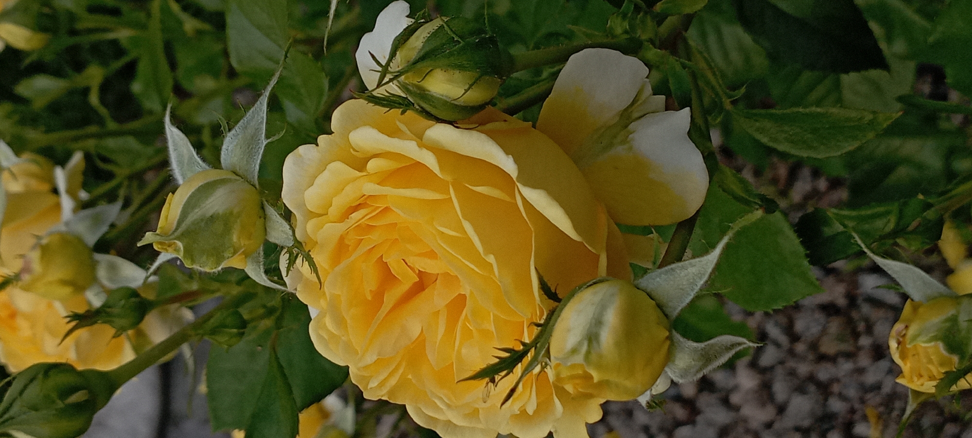 Rose garden documentation in Radisne, Ukraine shows colorful blooms