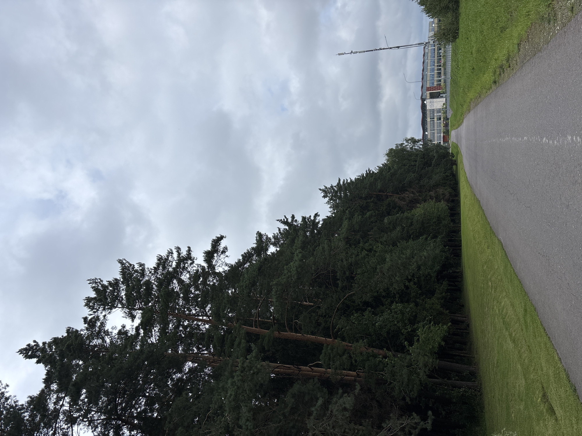 Wooded park complex in Pavlovskaya Sloboda on a cloudy summer morning