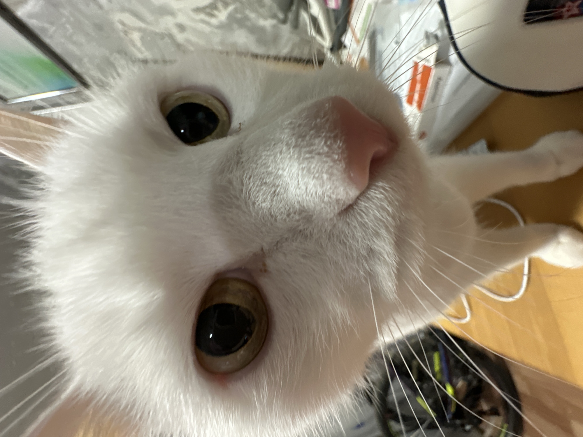 Evening selfies and cat photos captured in Chaikovsky, Russia