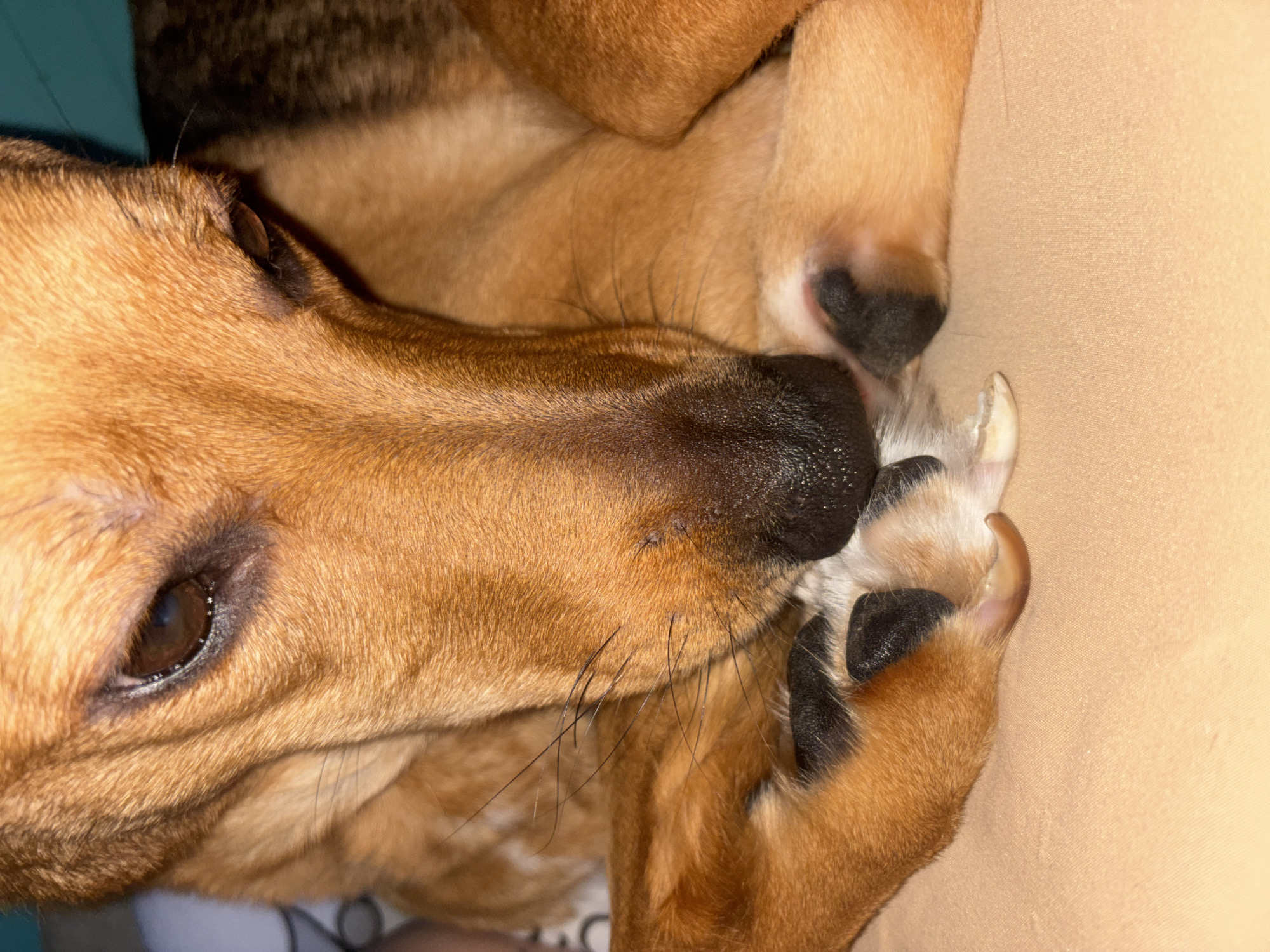 Close-up portraits of a resting dog in Saint Petersburg
