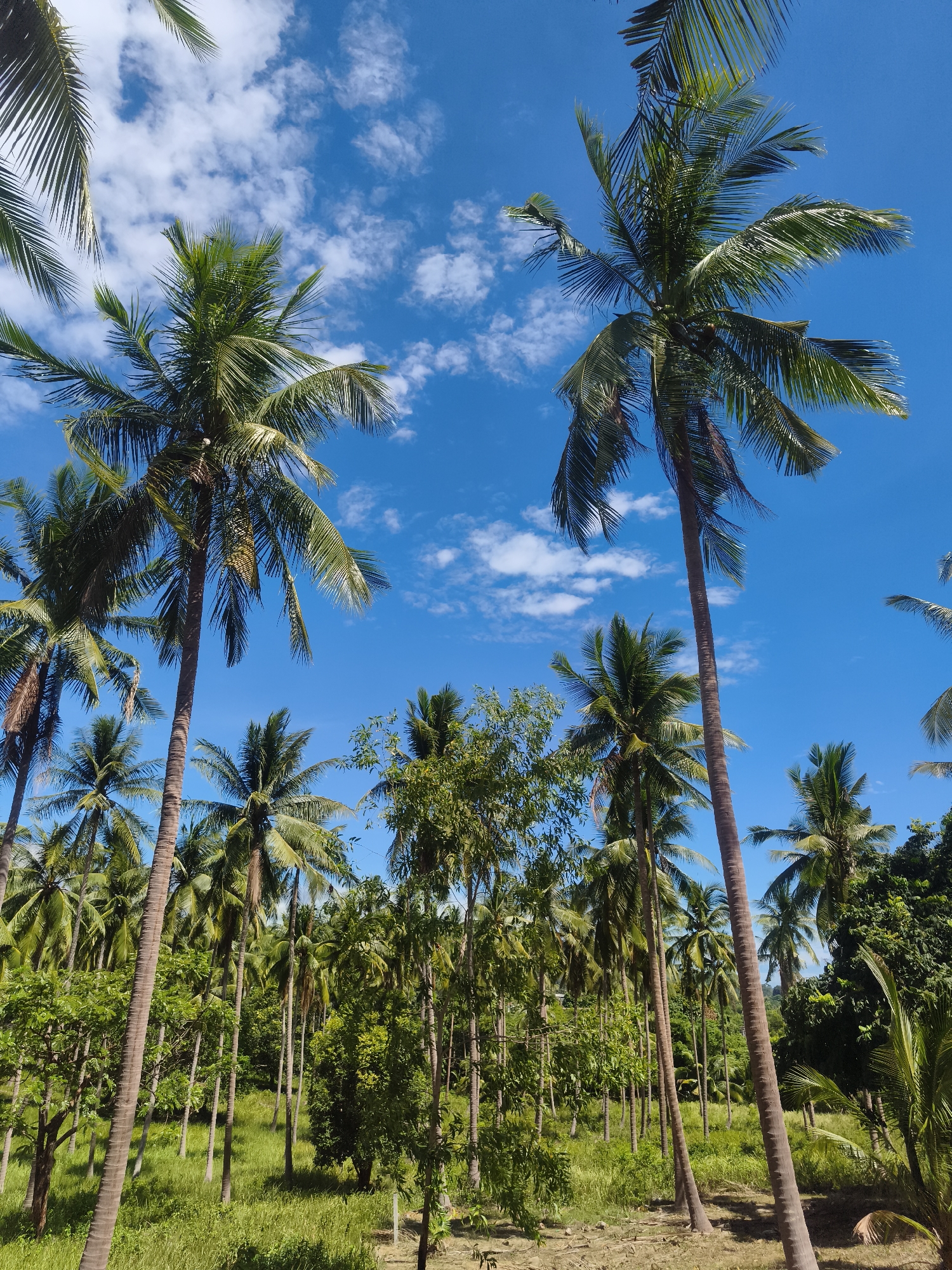 Rural Thailand scenes documented: coconut groves, farm transport, vegetation