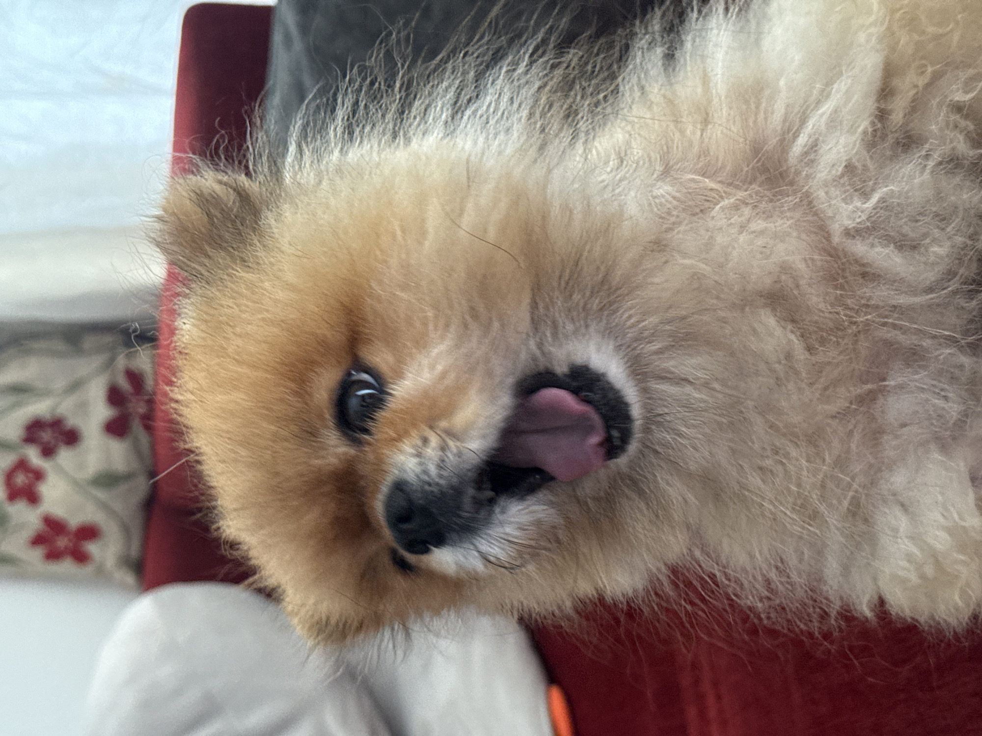 Lazy morning with a Pomeranian, overlooking Rawai's coastline