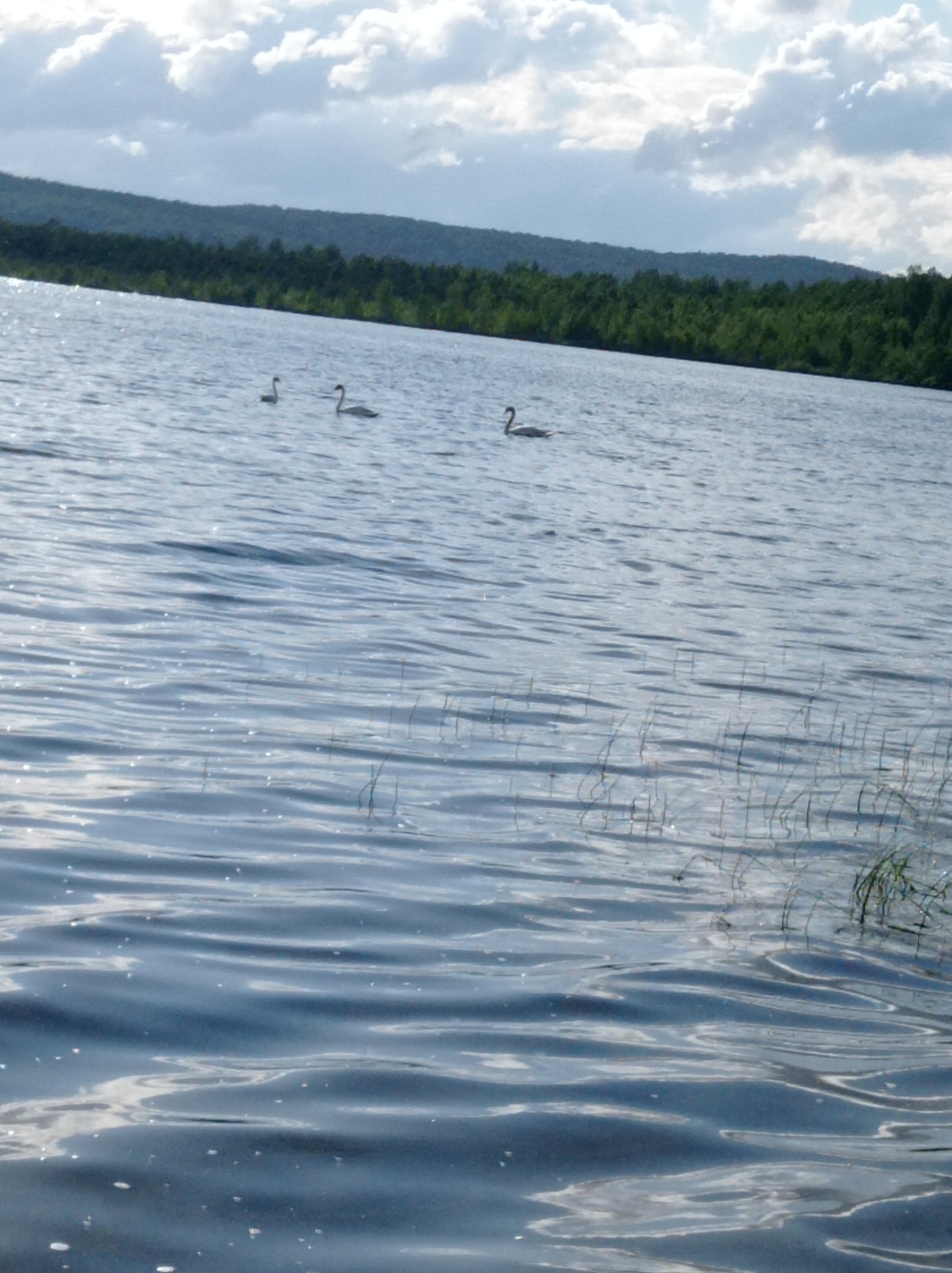 Three swans spotted swimming near Degtyarsk, Russia