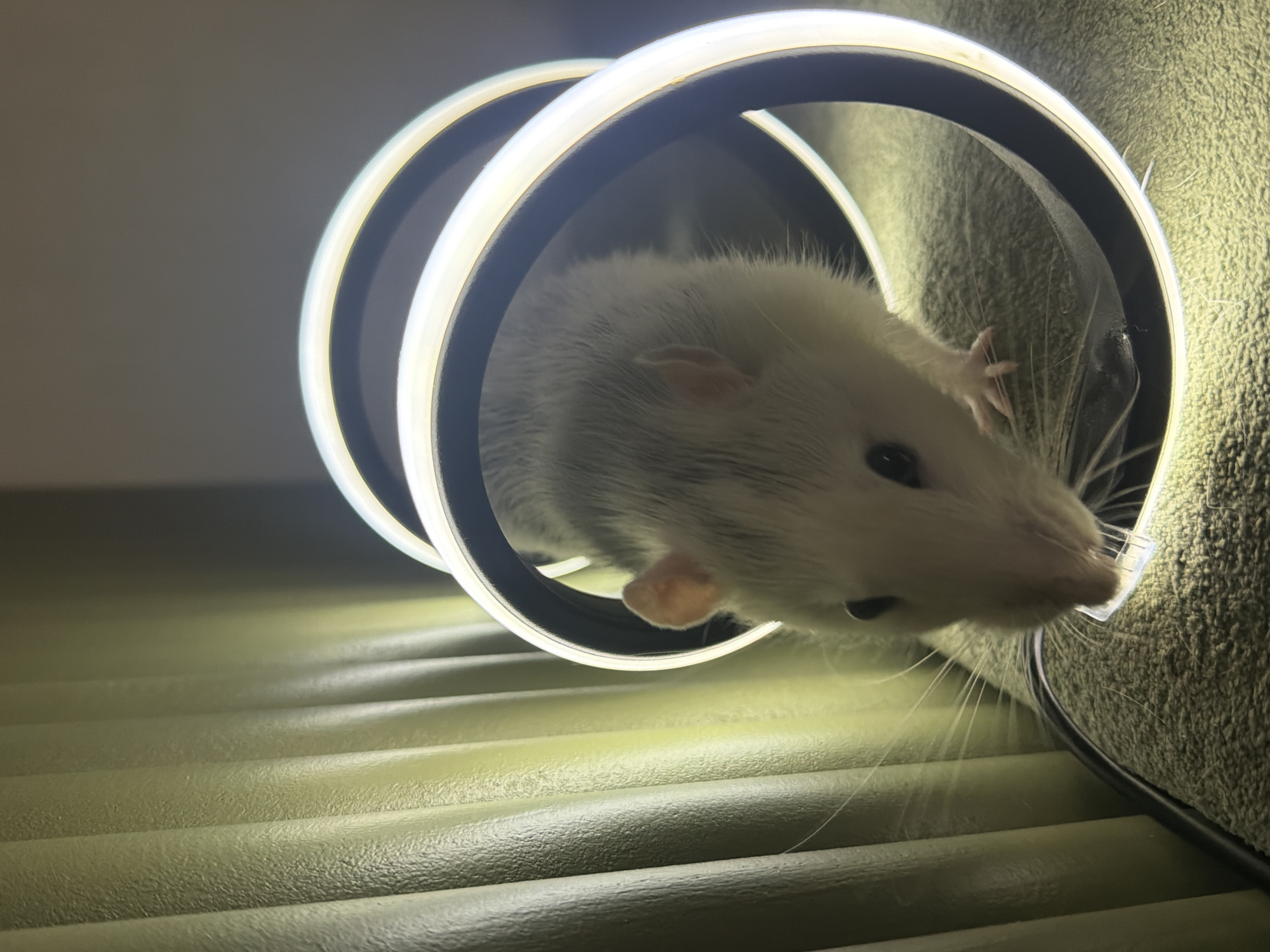 Pet rats and dog documented in domestic Russian homes