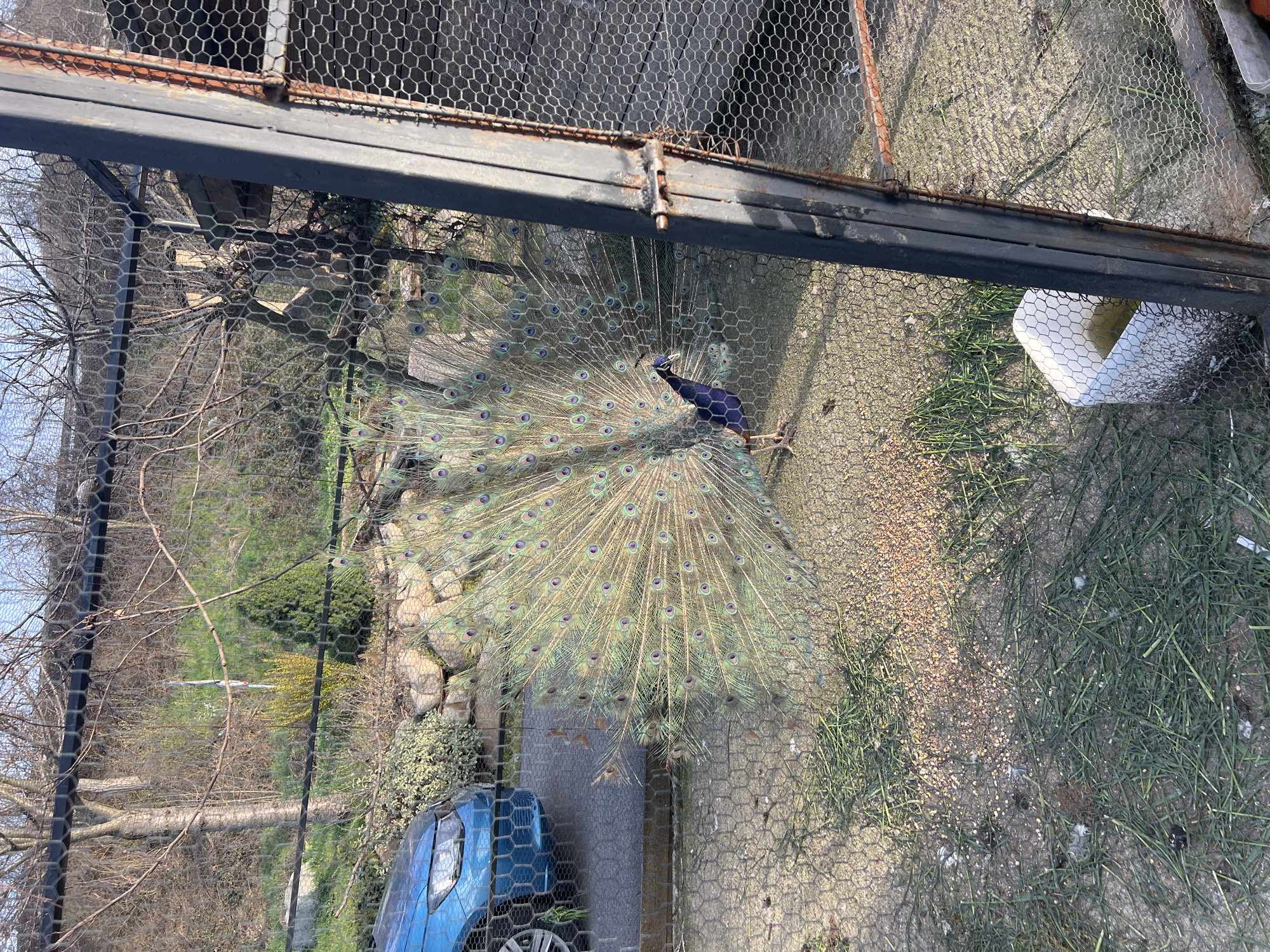 Peacock displays plumage at Botevgrad aviary