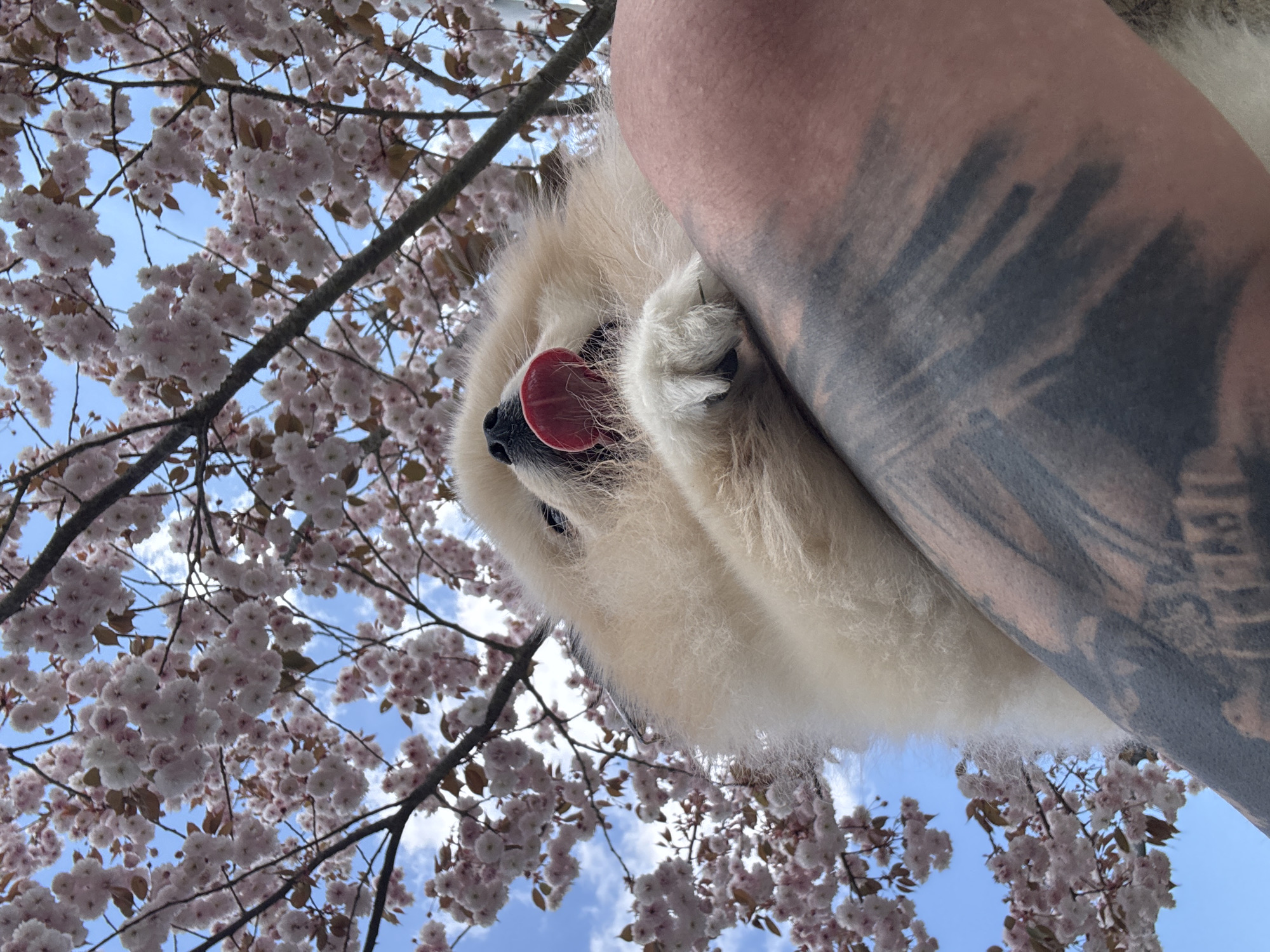 Spring blooms and pets captured in Besigheim, Germany