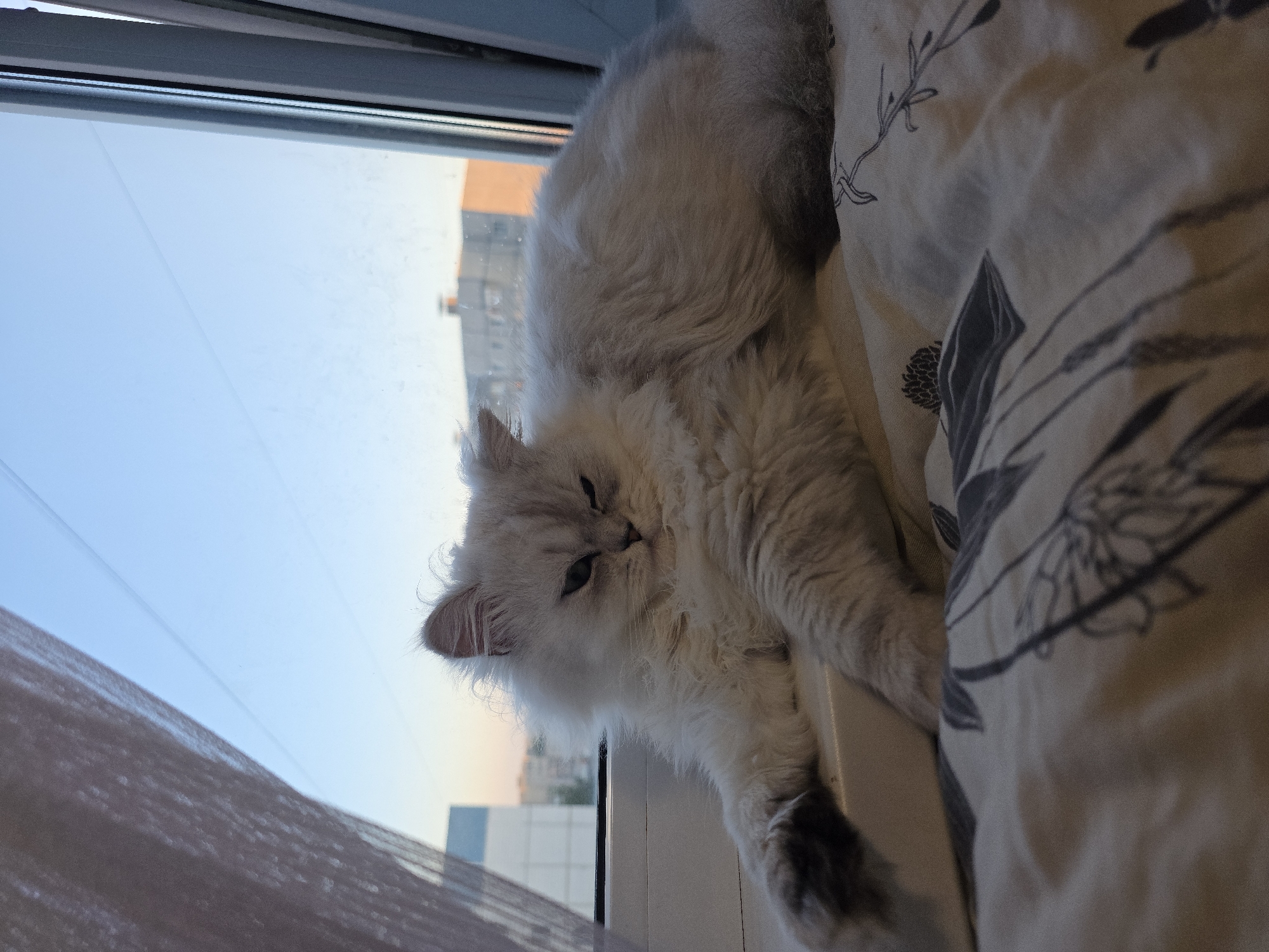 Cats and dogs share a Novocheboksarsk apartment, watching the world outside
