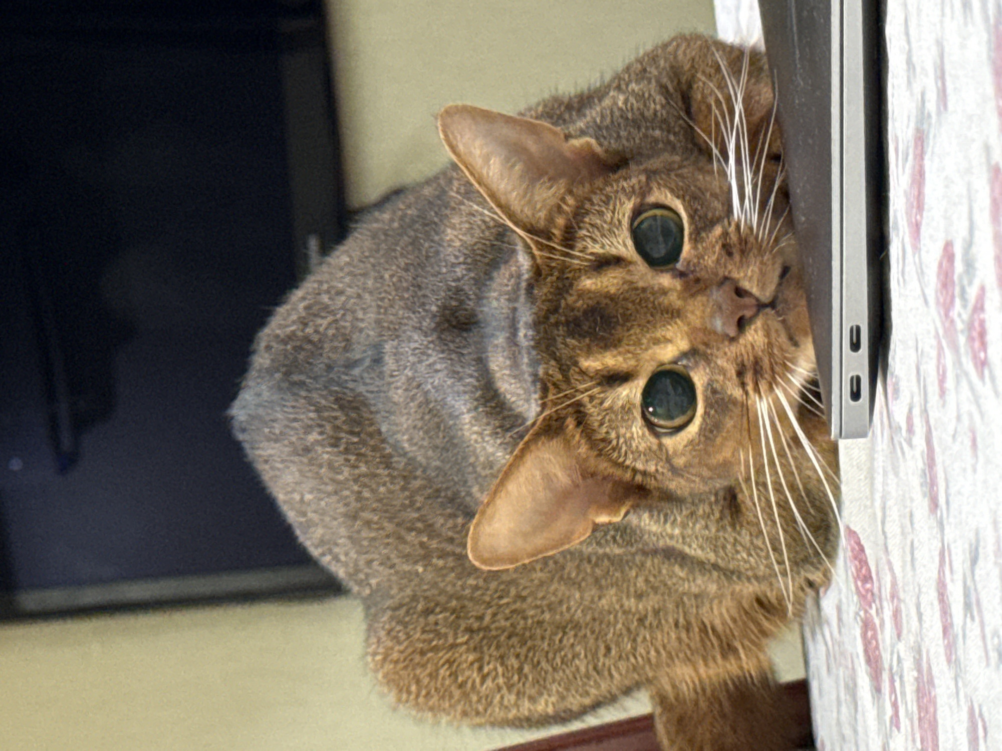 Abyssinian cat chills on a floral tablecloth in Vinnytsia