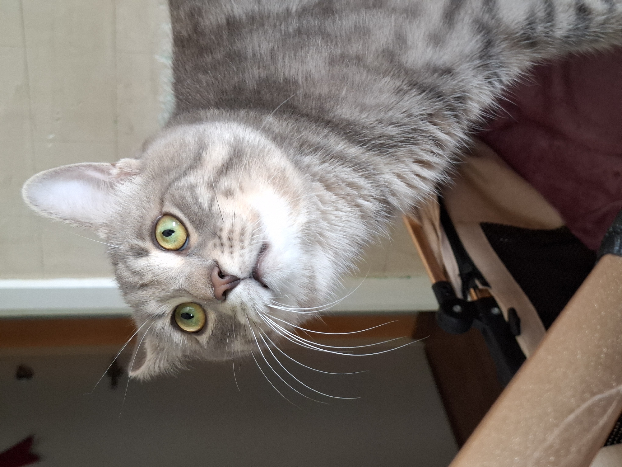 Tabby cat photographed in multiple poses in Novi Sad