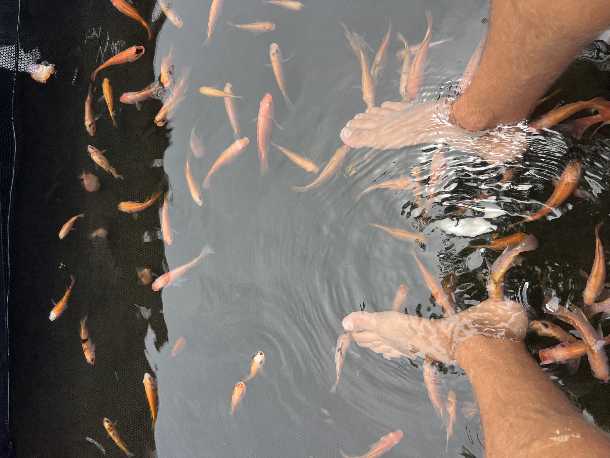 Fish pedicure session in Hikkaduwa's waters