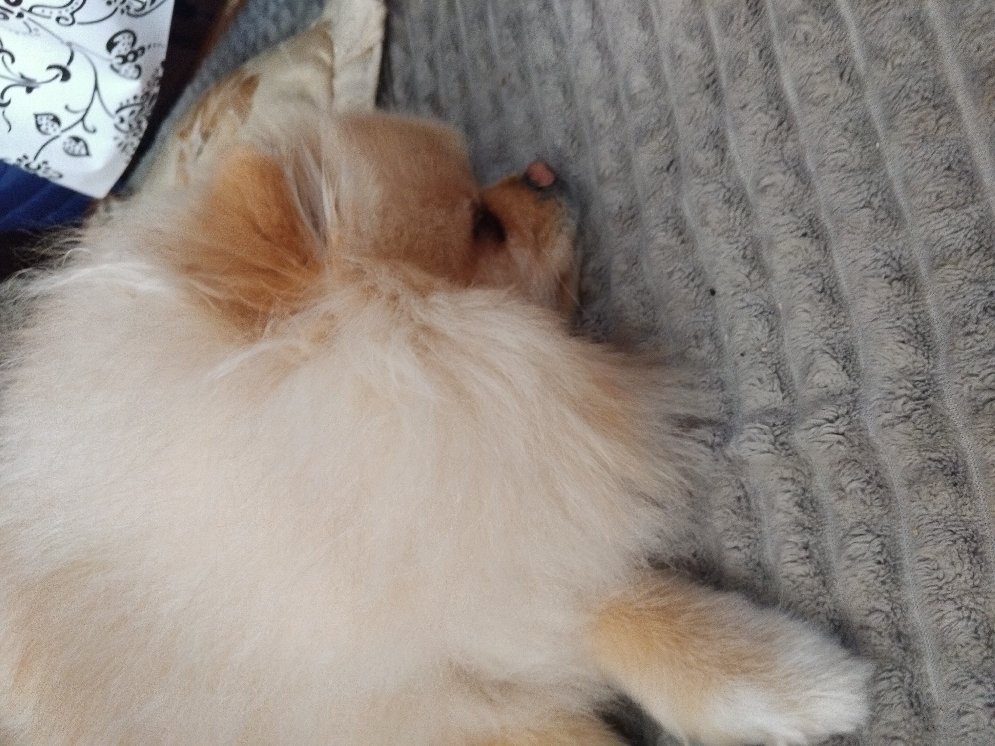 Pomeranian dog's morning routine captured in Apriltsi, Bulgaria