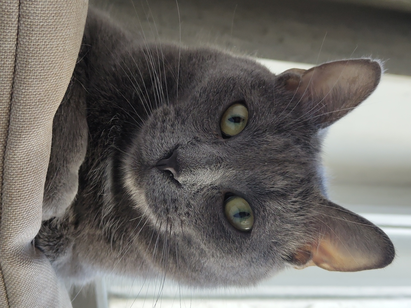 Pet portraits and nature photography session with cats and dog