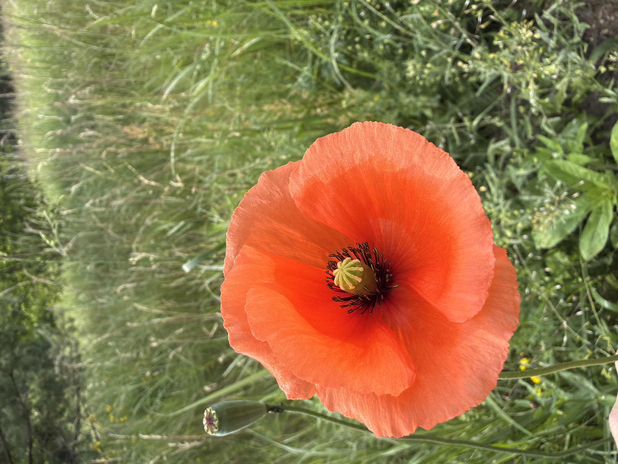 Wildflowers, countryside details, and a rusty bridge in rural Latvia