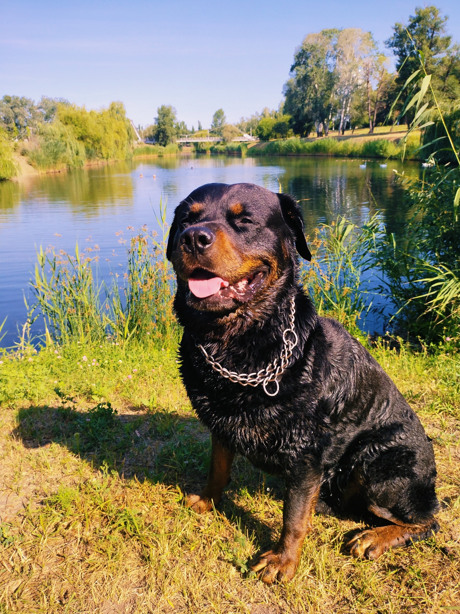 Rottweiler swims and explores Horishni Plavni's summer waterfront