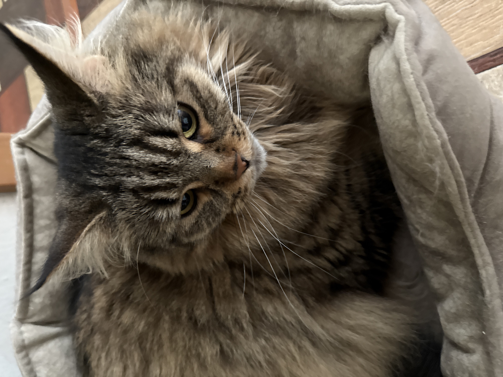 Tabby cat spotted resting in Izhevsk, Russia