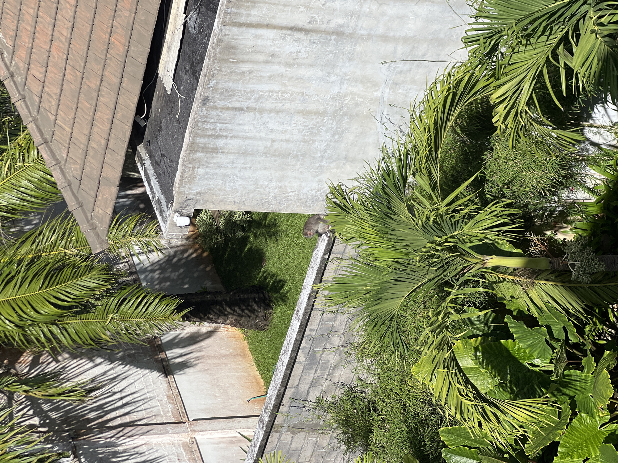 Monkeys Navigate Residential Walls in Tropical Location