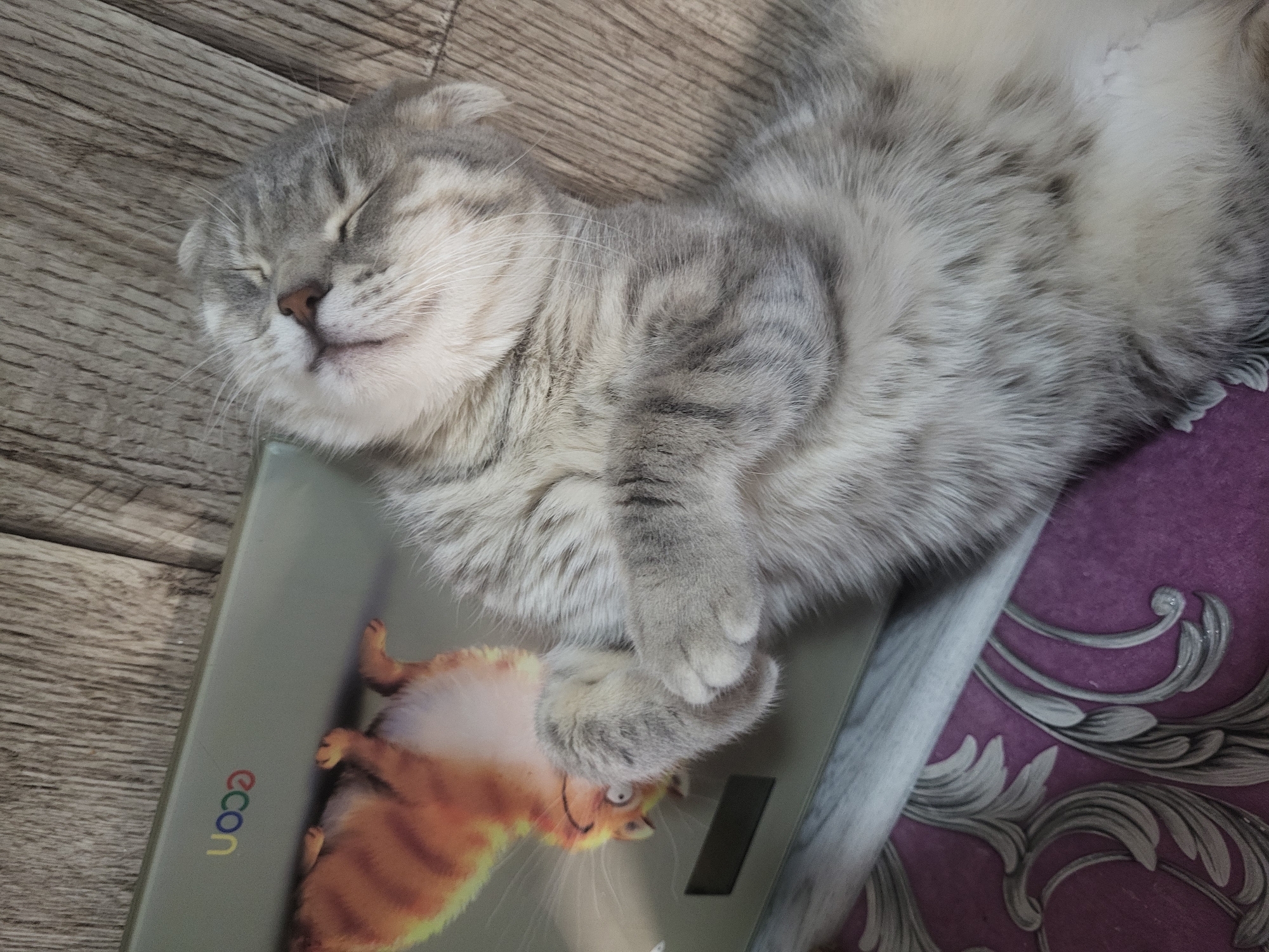 Quiet afternoon moments with sleeping cat documented in Зипуново