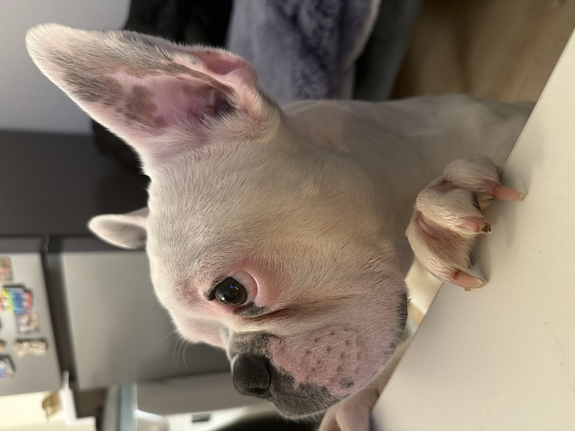French Bulldog photographed in close-up in Sofia