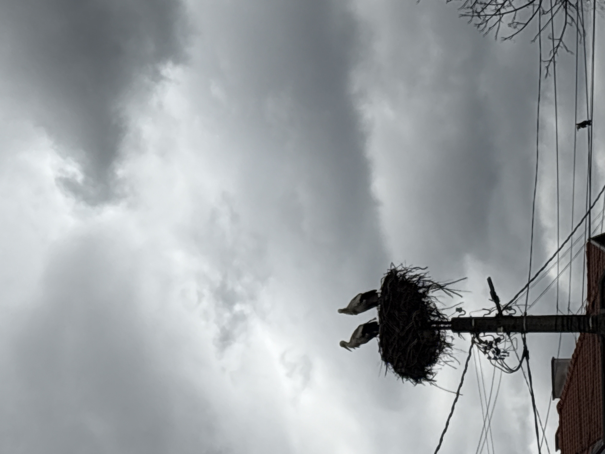 Storks nest on utility pole in Krumovgrad Bulgaria