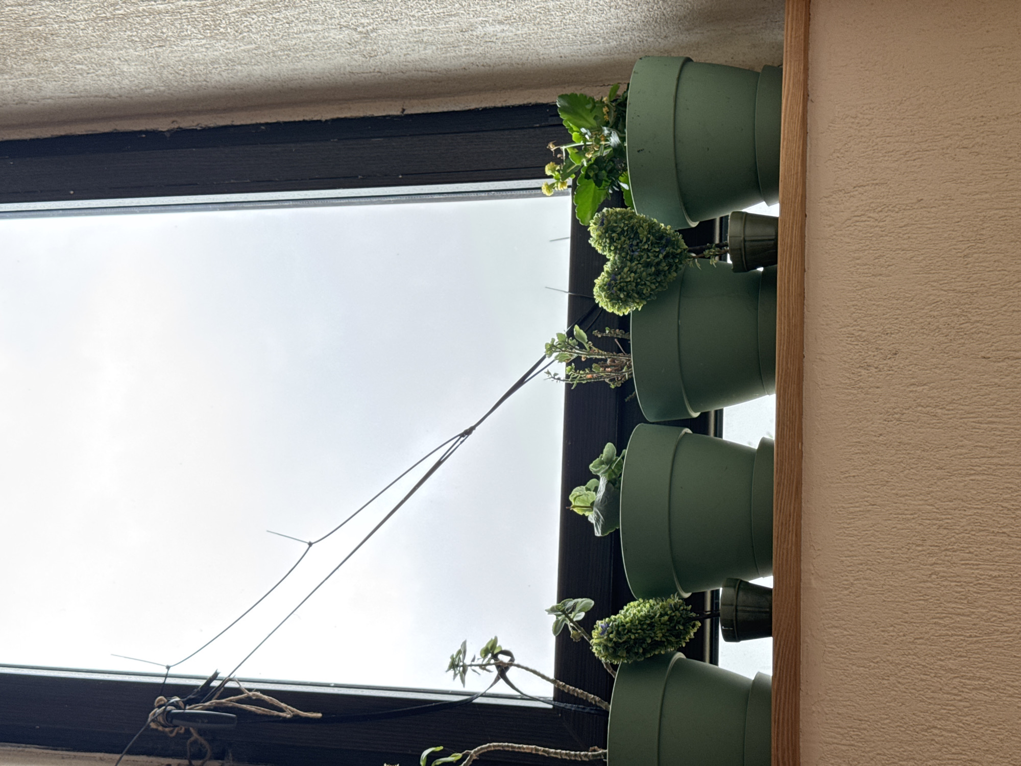 Indoor vertical garden documented in Sofia apartment window
