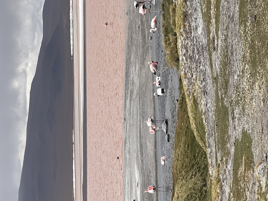 Pink lake with flamingos observed in remote Bolivian highlands