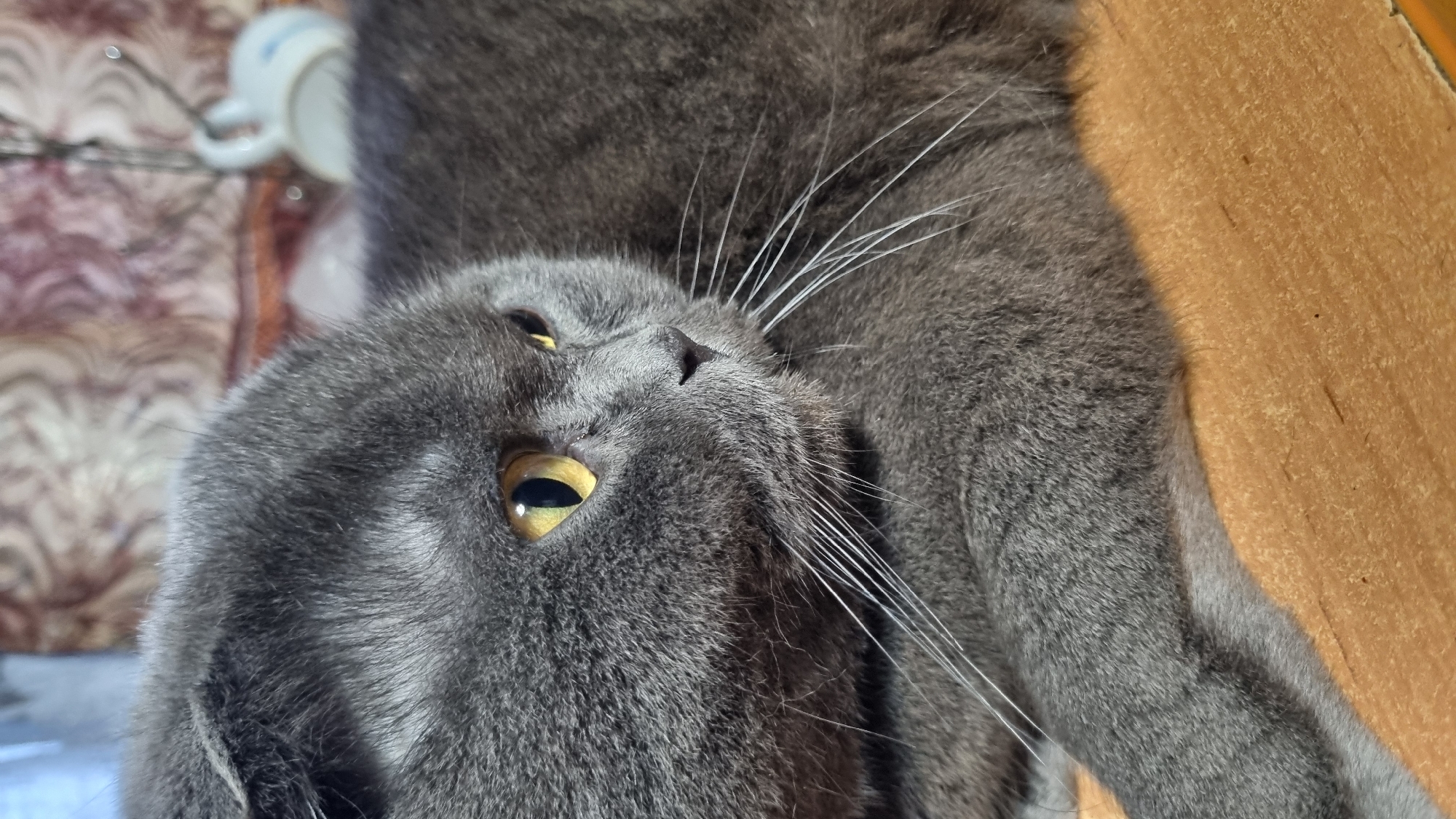 Grey Scottish Fold cat resting and roaming indoors in Vysokoe