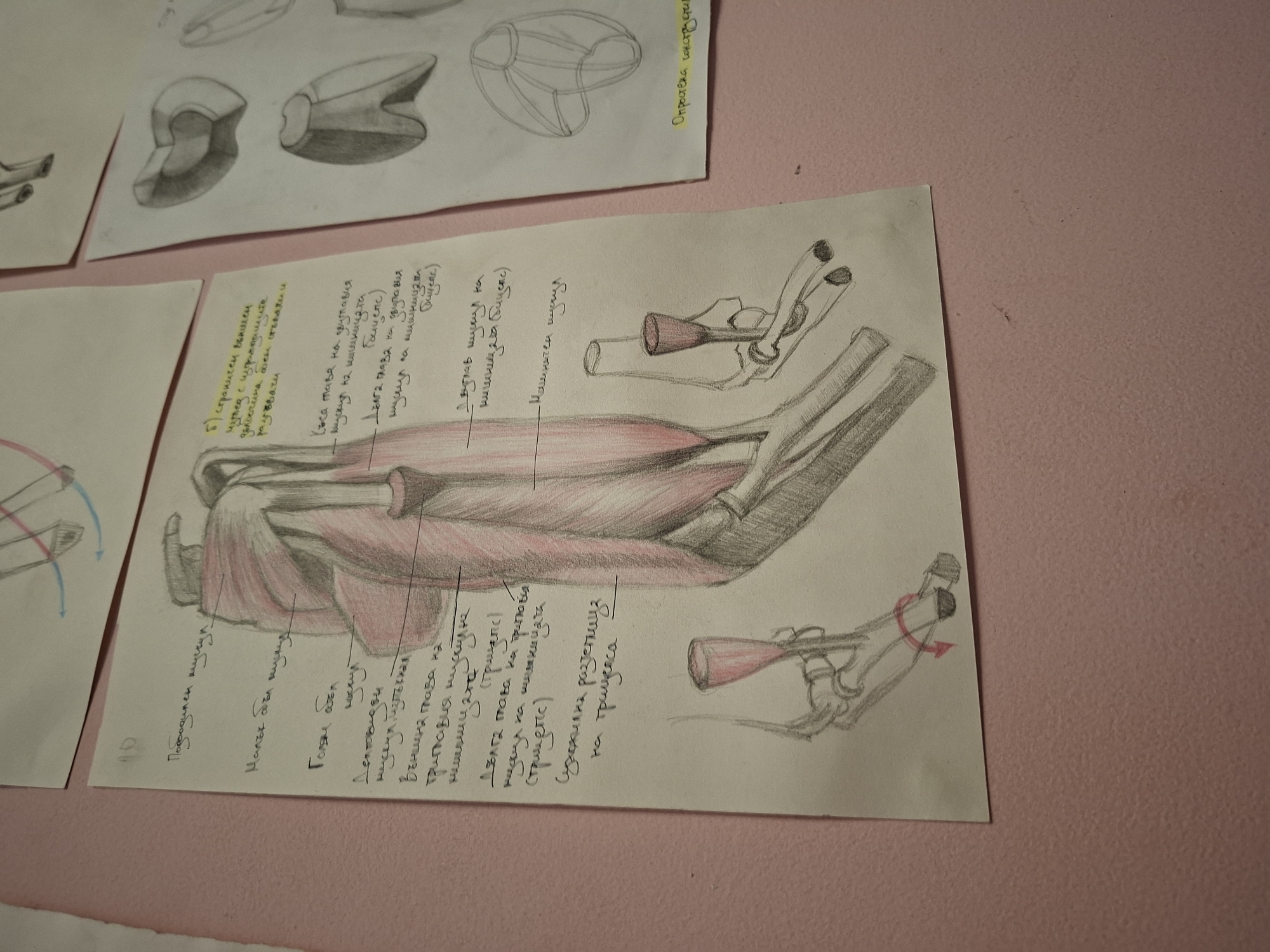 Anatomical drawings displayed on wall in Gabrovo, Bulgaria
