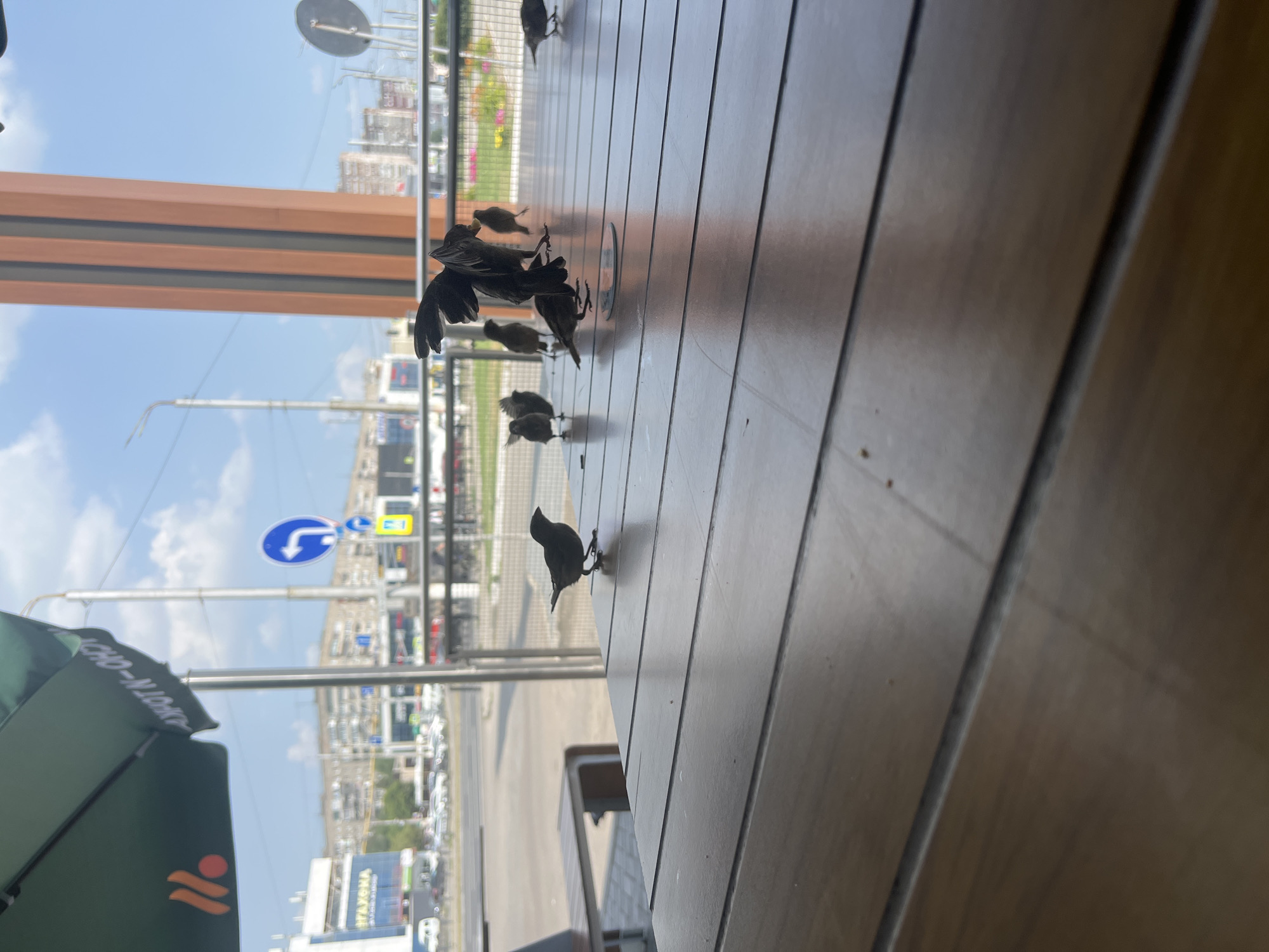 Feeding bold little birds french fries at a Magnitogorsk cafe