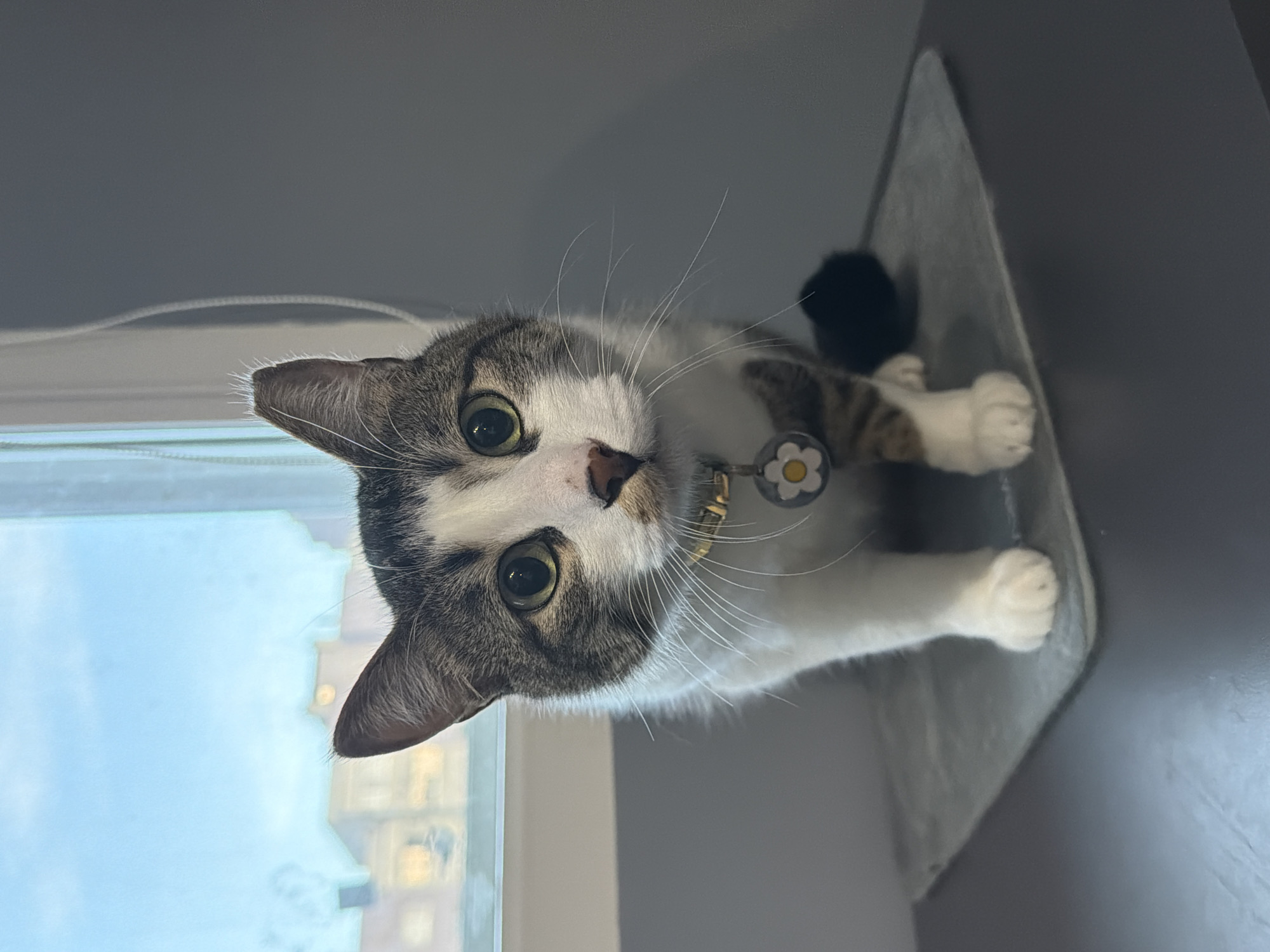 Collared cat rests indoors in Burgas apartment