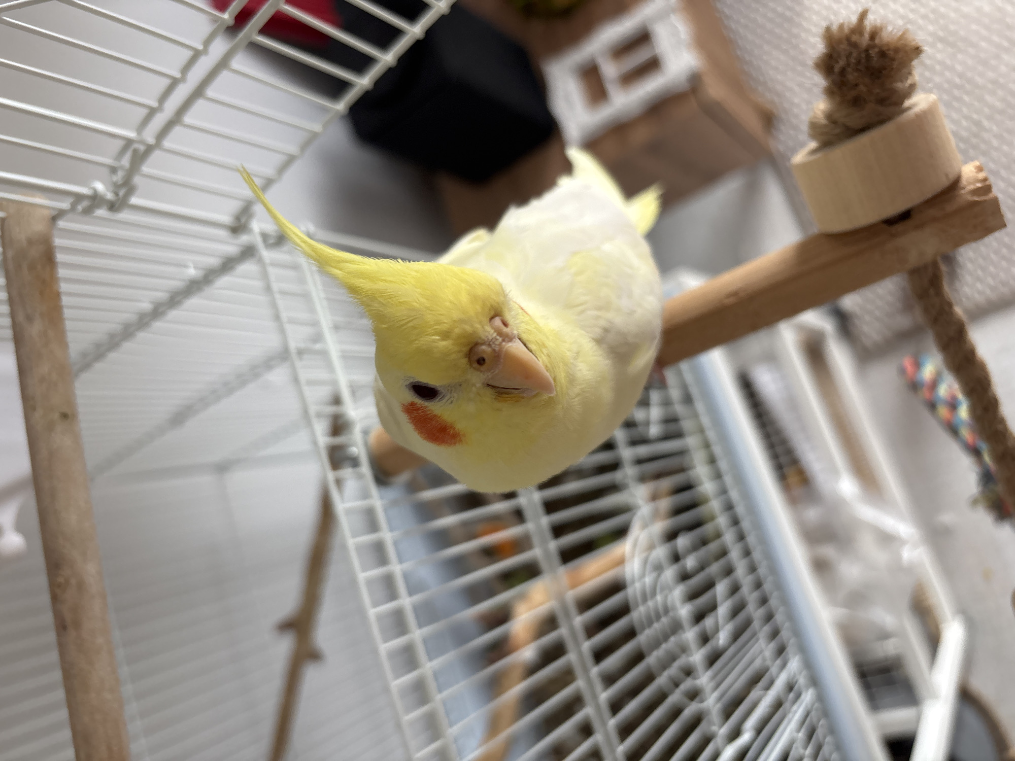 Pet cockatiel and bird figurines observed in Krasnoyarsk home