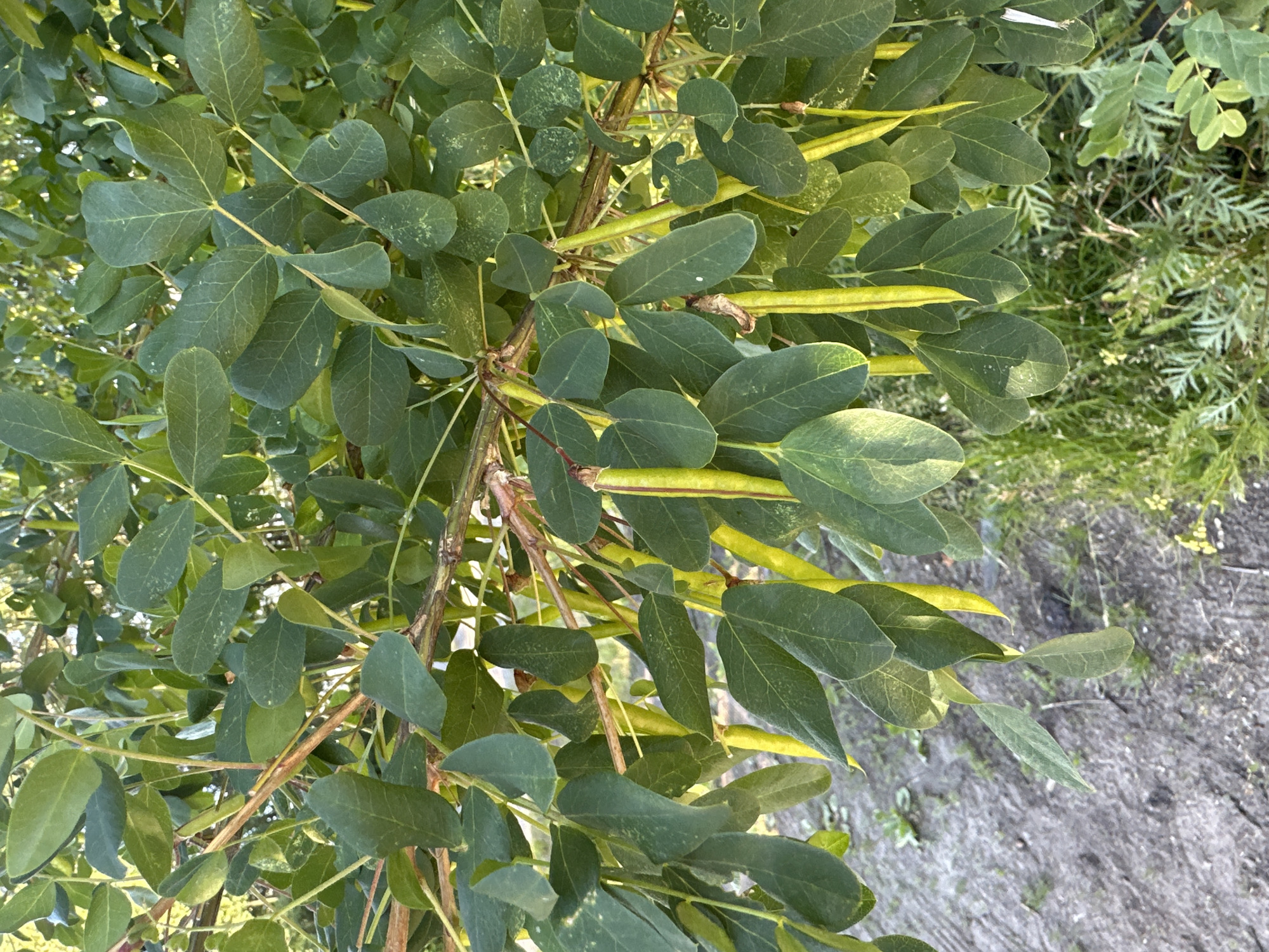Summer nature walk through the greenery of Severodvinsk