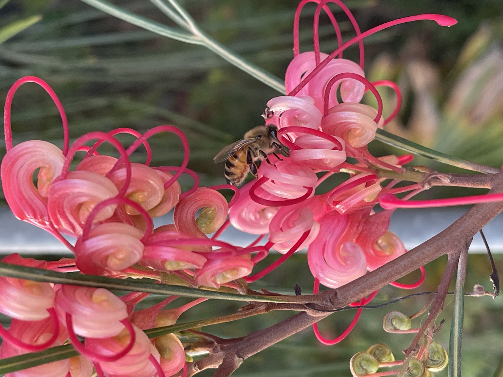 Honeybee forages on pink Grevillea flowers in Zikhron Yaakov