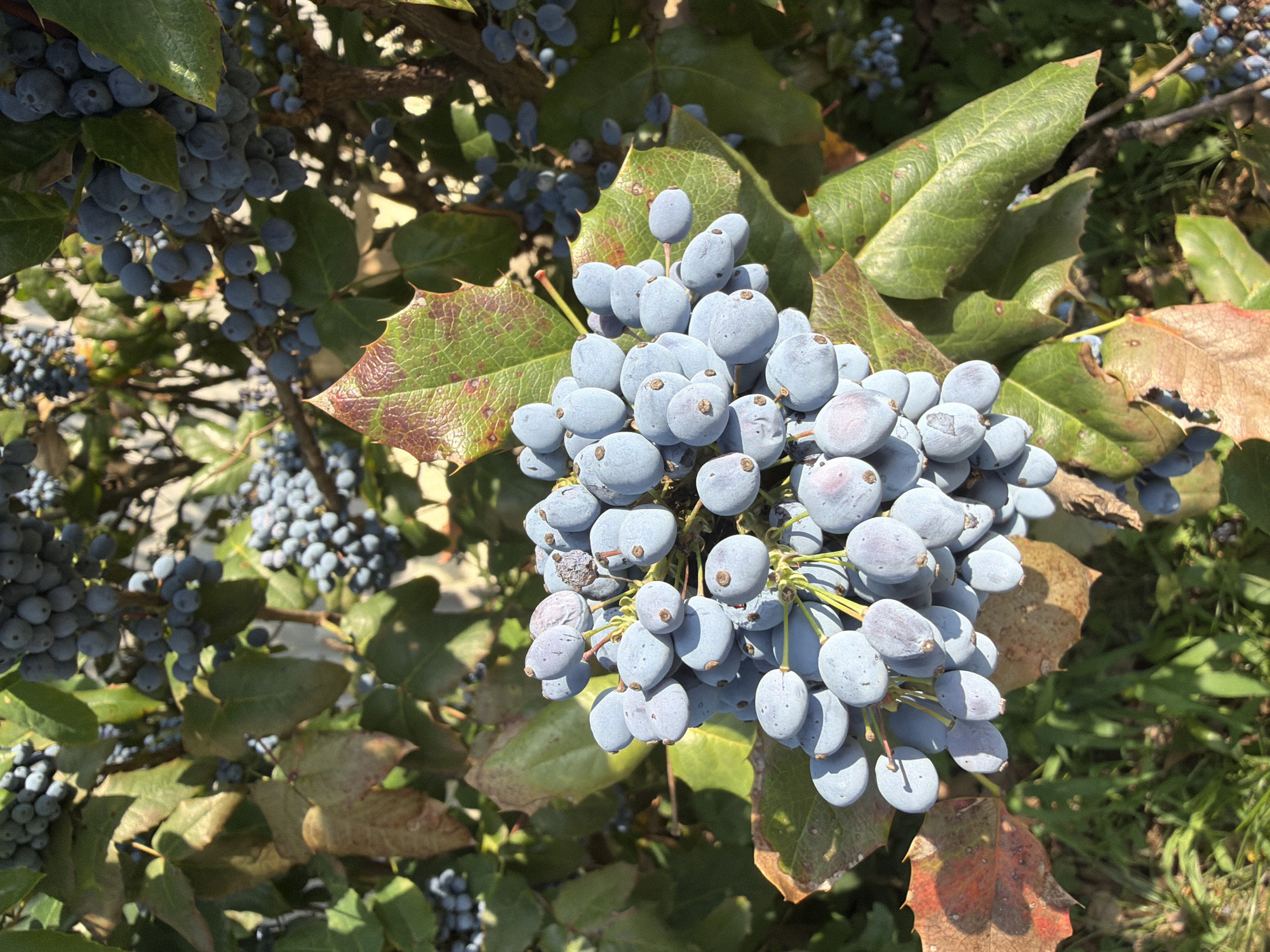 Afternoon walk: flowers, selfies, and street scenes