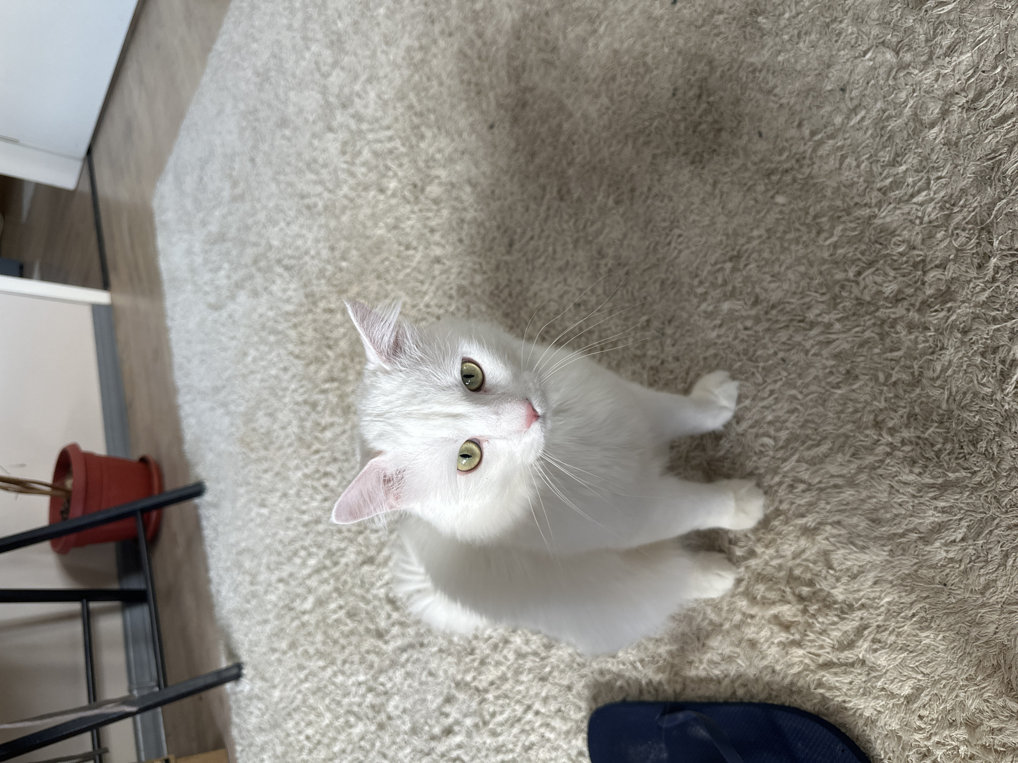 White cat spotted gazing upward in Sofia apartment