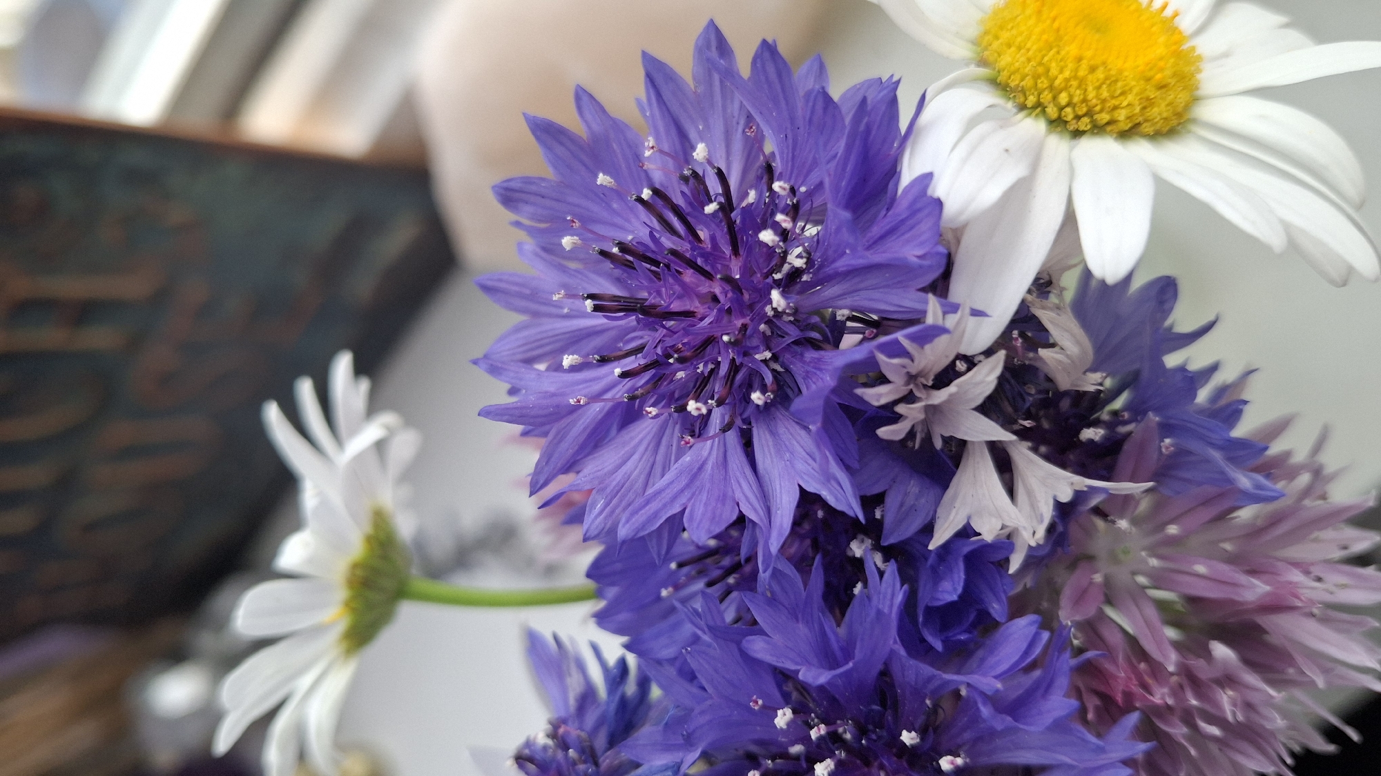 Garden documentation session captures flowers and fruits in Talgar