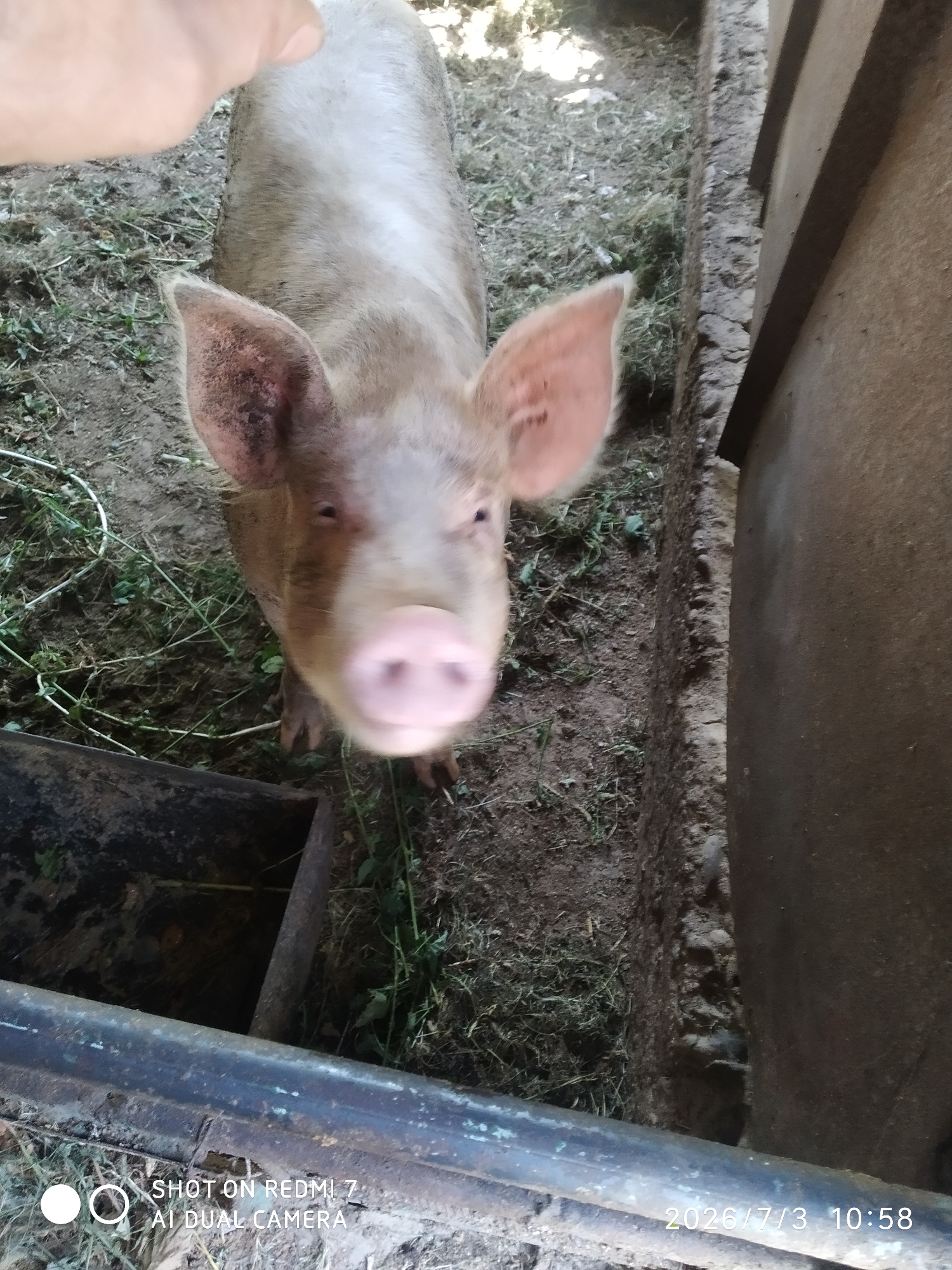 Pigs in a dirt enclosure in Khalkabad, Uzbekistan