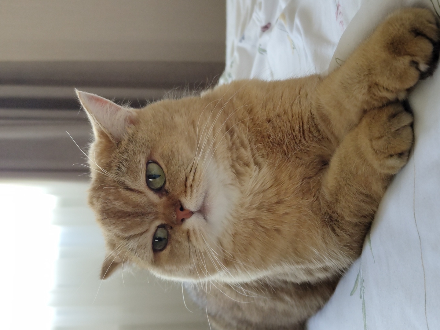 Golden British Shorthair cat relaxing on white bedding in Krasnodar
