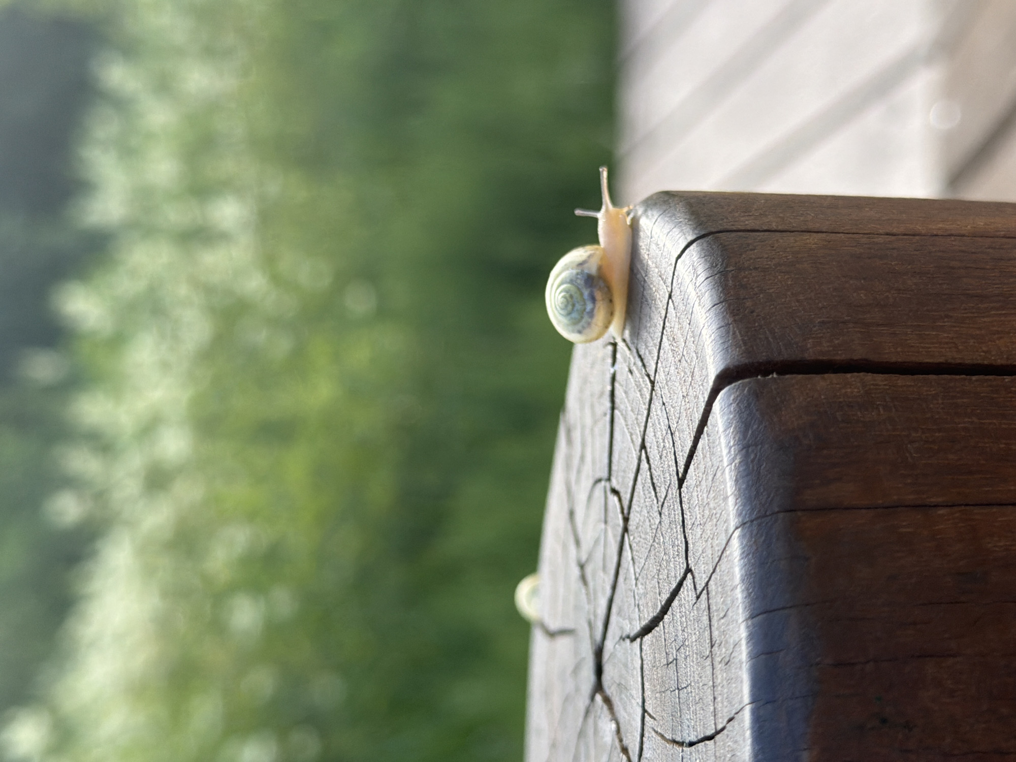 Snail on a post, ducks by a stream — Perm summer