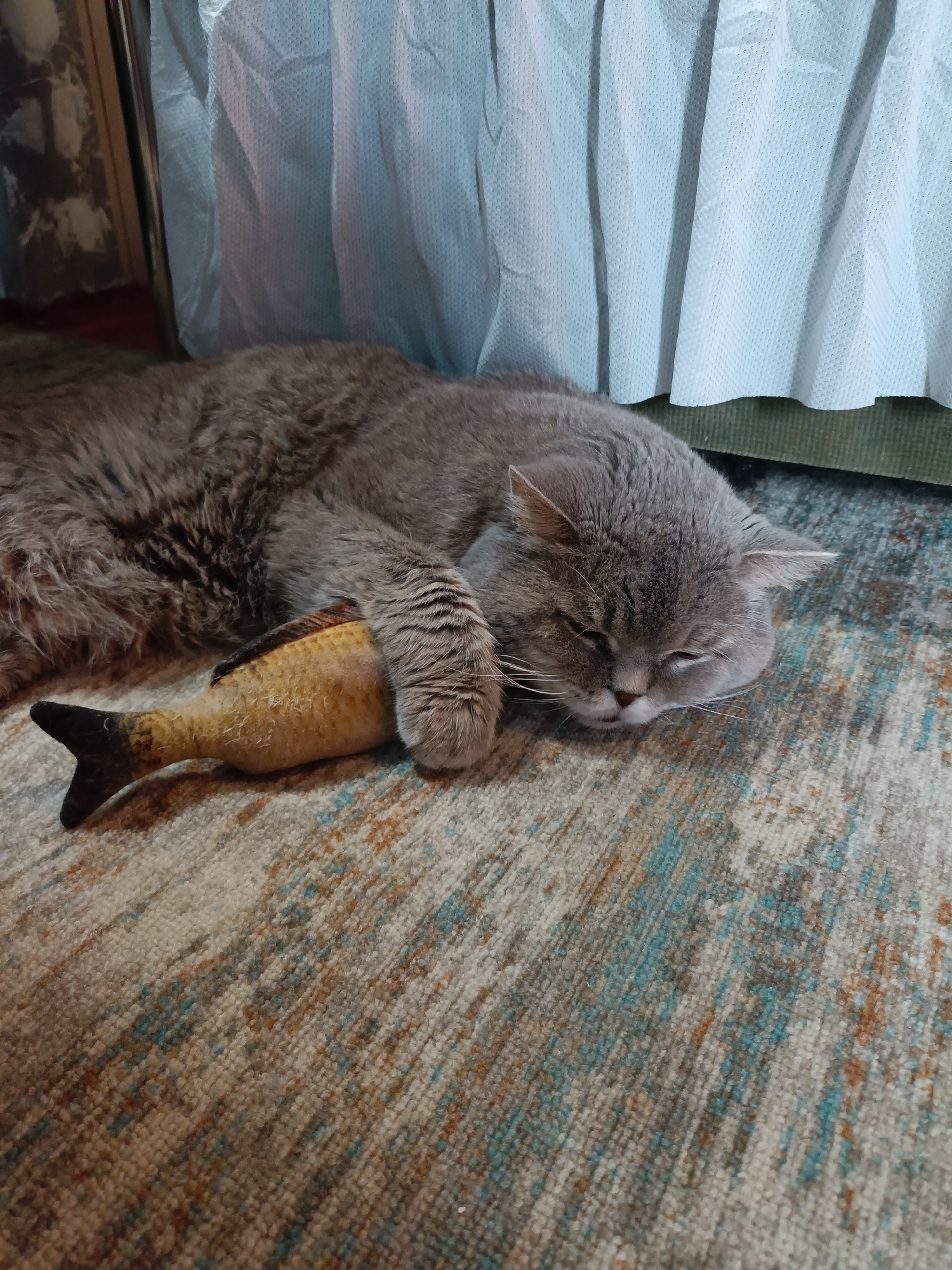 Cat naps, crawfish on a beer bottle — a lazy afternoon in Bataysk