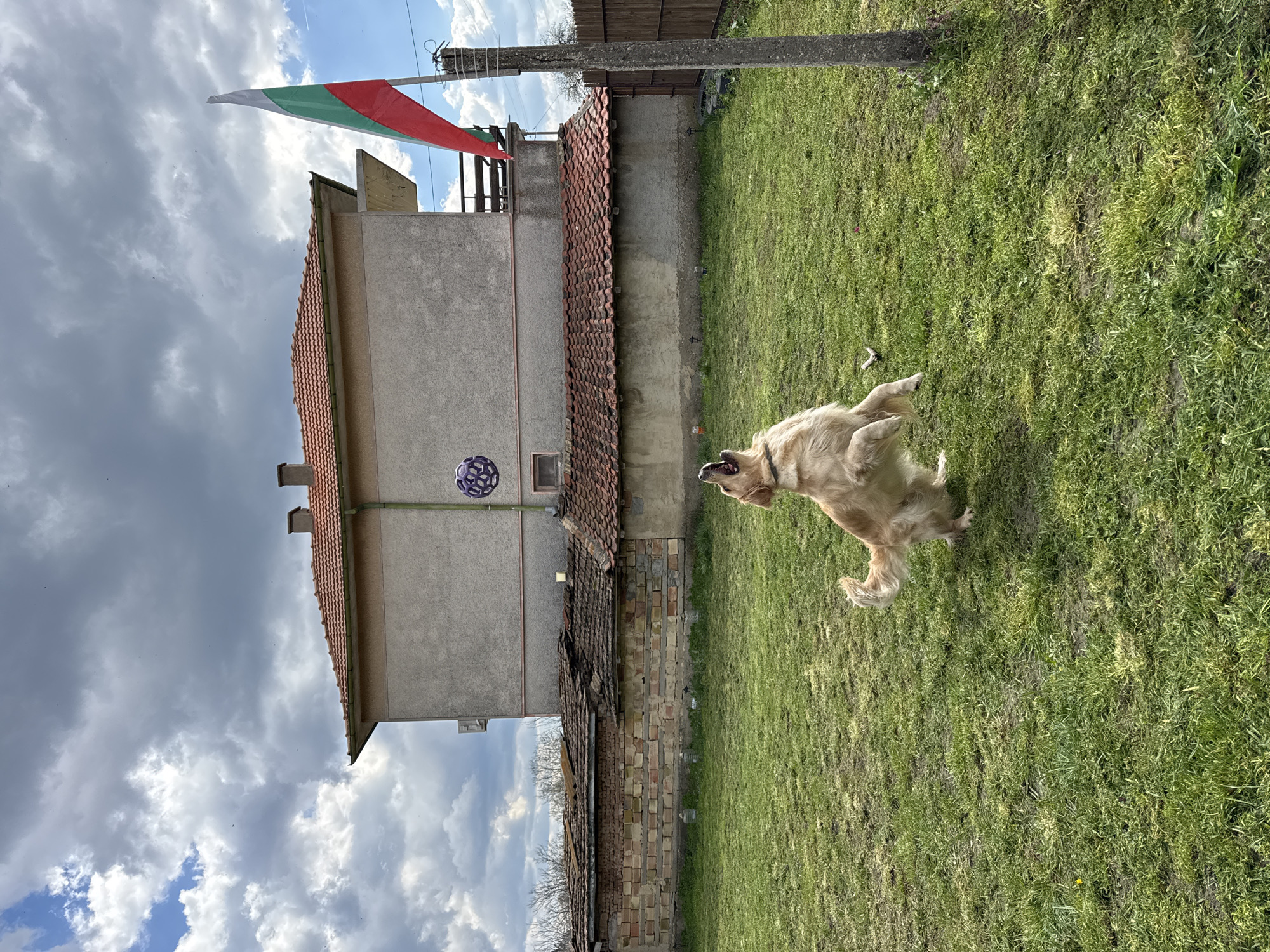 Golden retriever groomed and exercised in Bulgarian residential yard