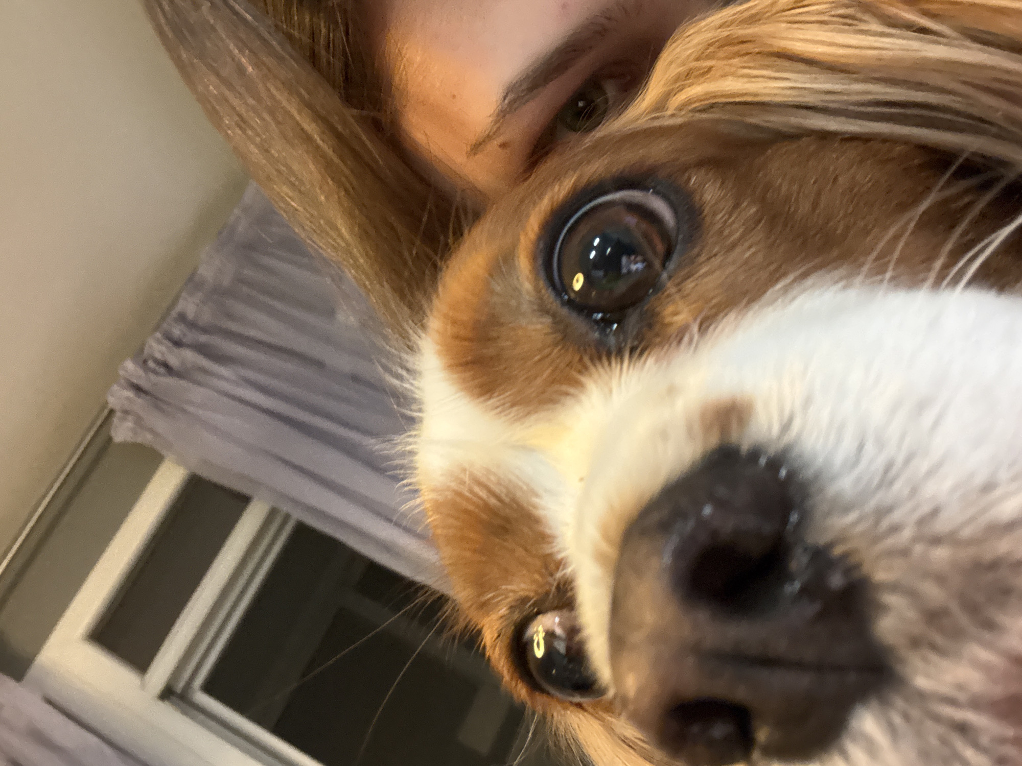 Woman photographed with Cavalier King Charles Spaniel in Sofia