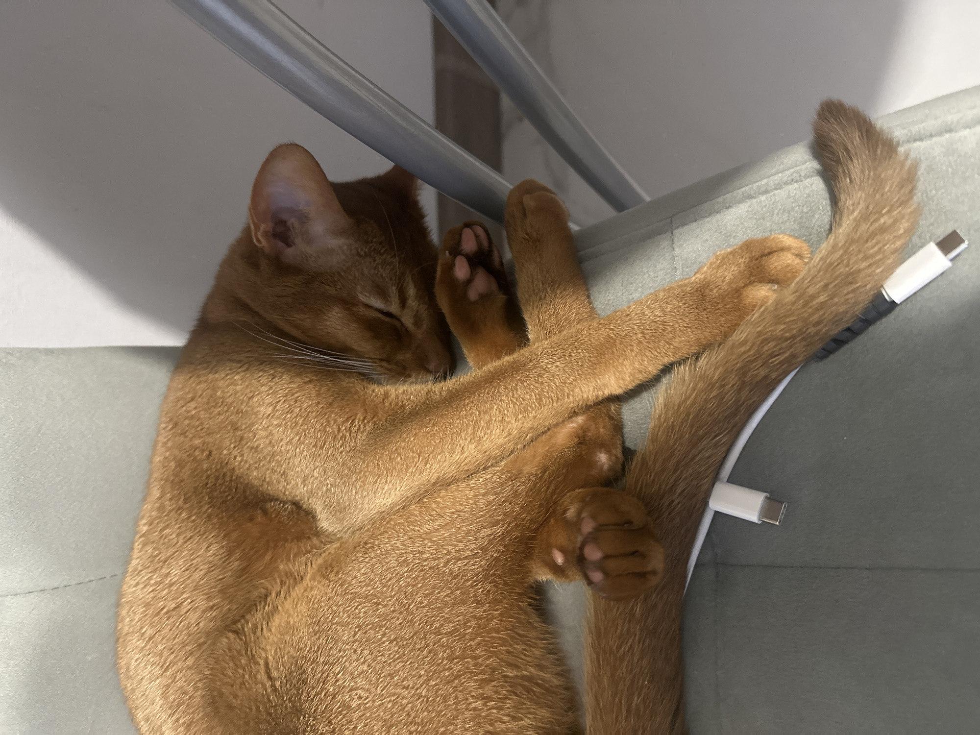 Abyssinian cat's afternoon routine documented in Kazan home