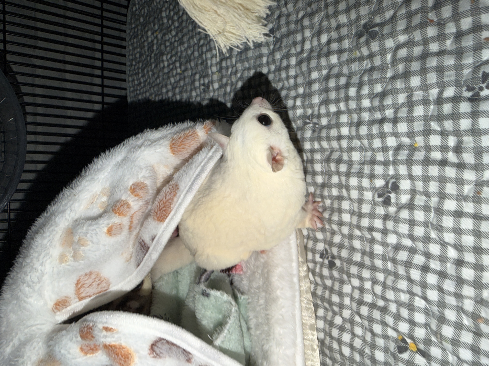 Bangkok resident documents sugar gliders, luxury items, art collection