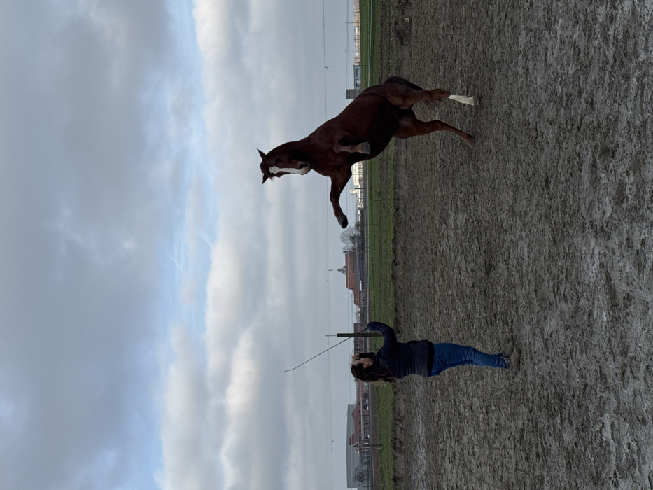 Woman trains horses at Belgian equestrian facility